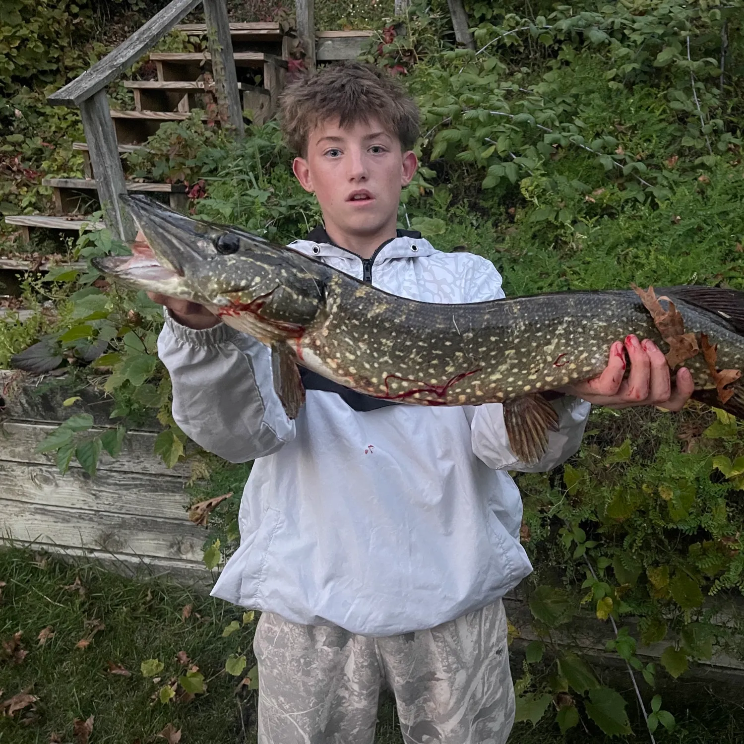 Northern pike caught on Fishbrain