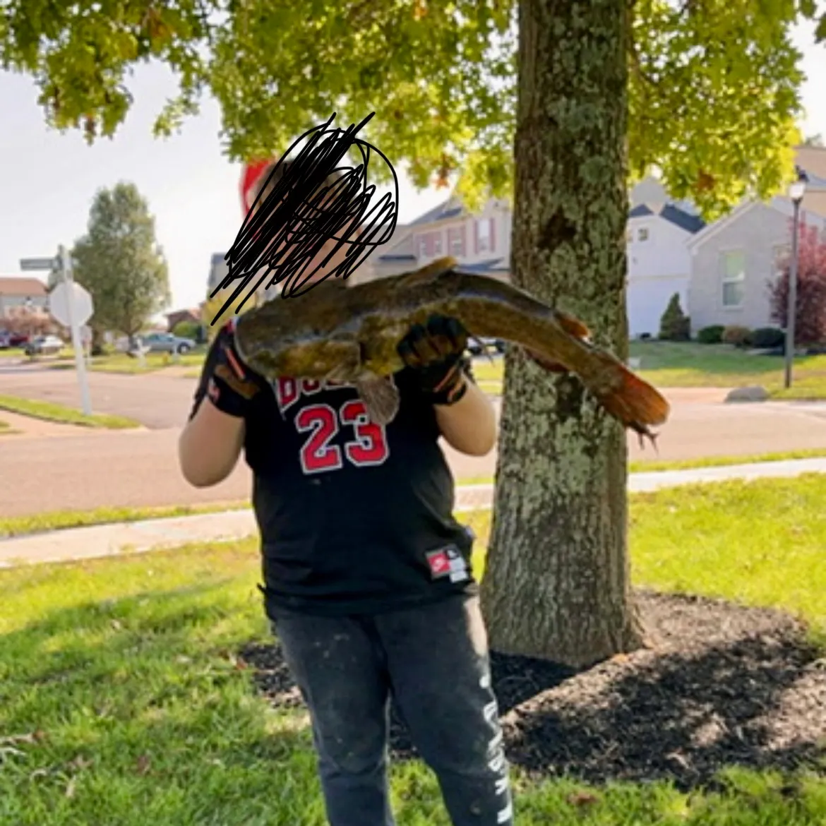 The most recent Flathead catfish catches on Fishbrain