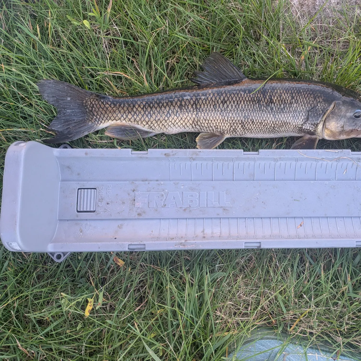 White sucker caught on Fishbrain
