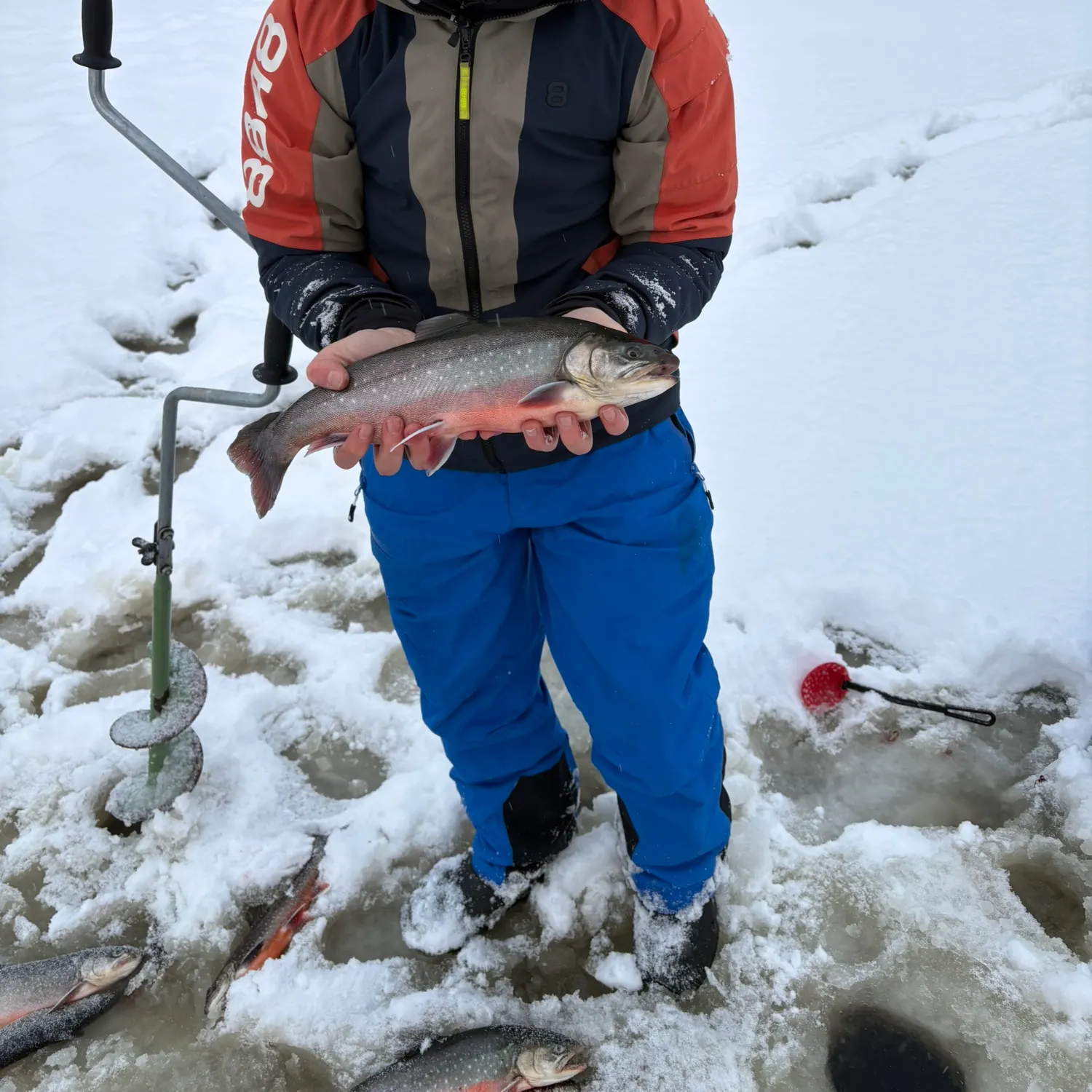 The most recent Arctic char catches on Fishbrain