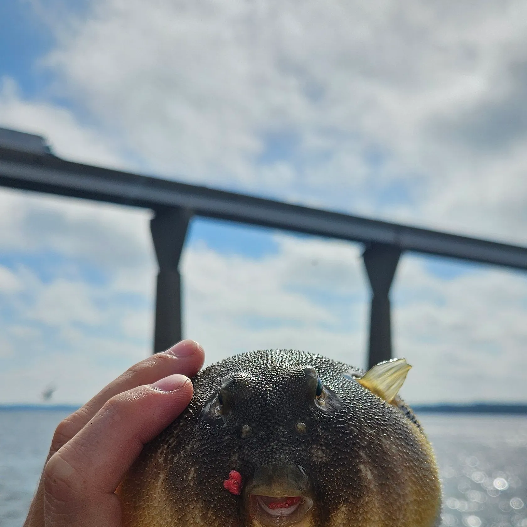 Northern puffer caught on Fishbrain
