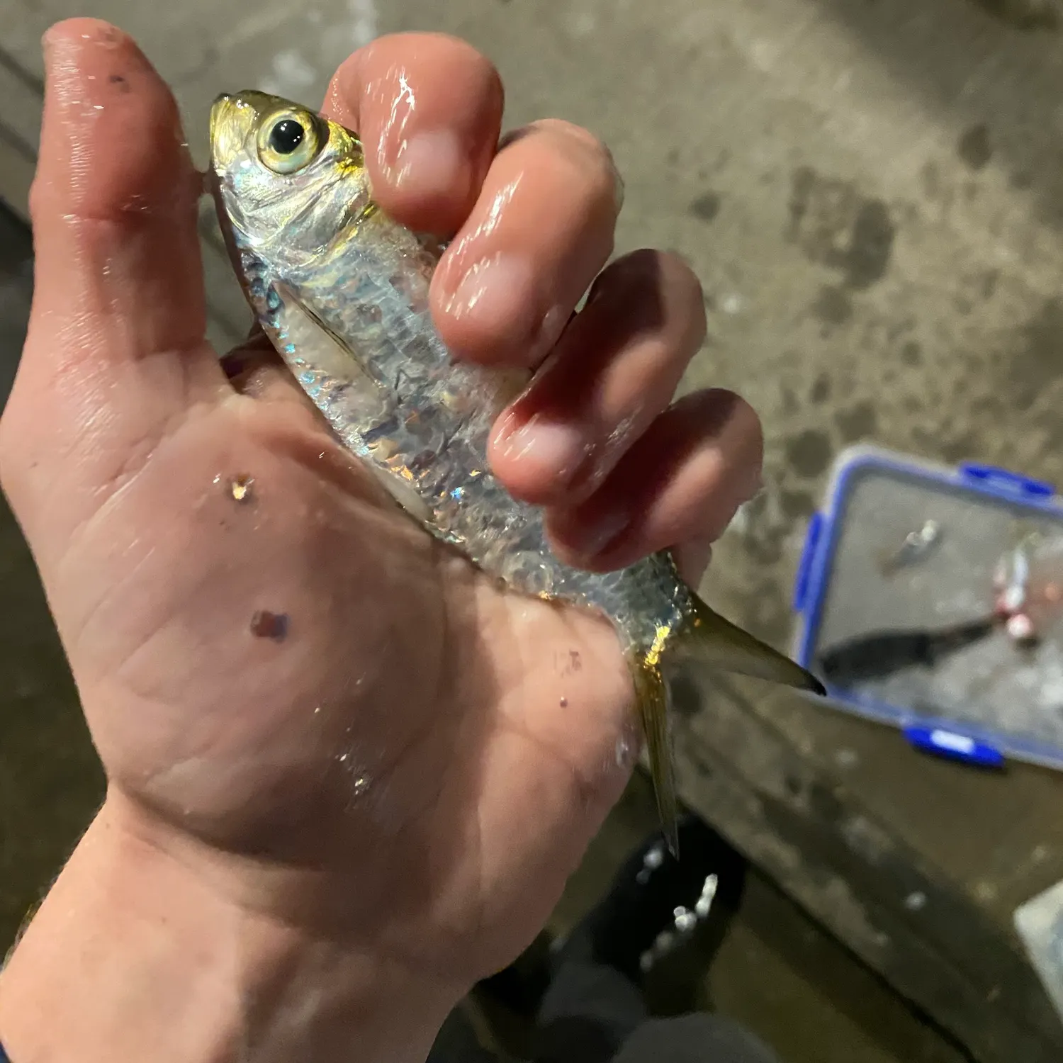 The most recent Castelnau's herring catches on Fishbrain