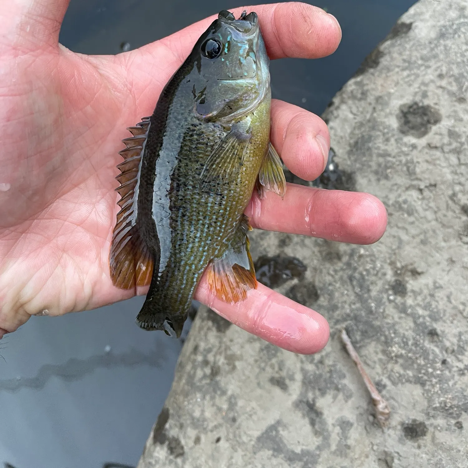 Green sunfish caught on Fishbrain