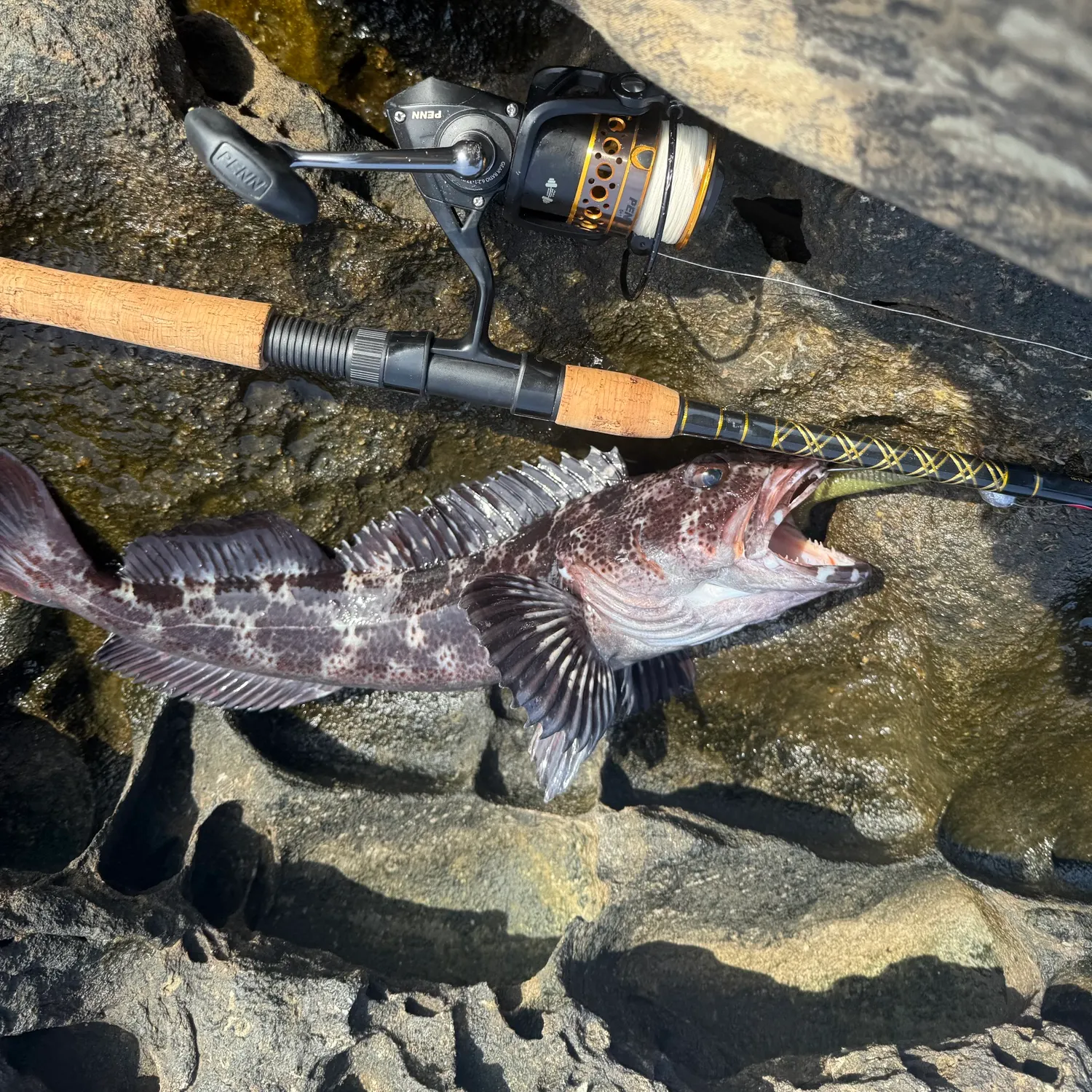 The most recent Lingcod catches on Fishbrain