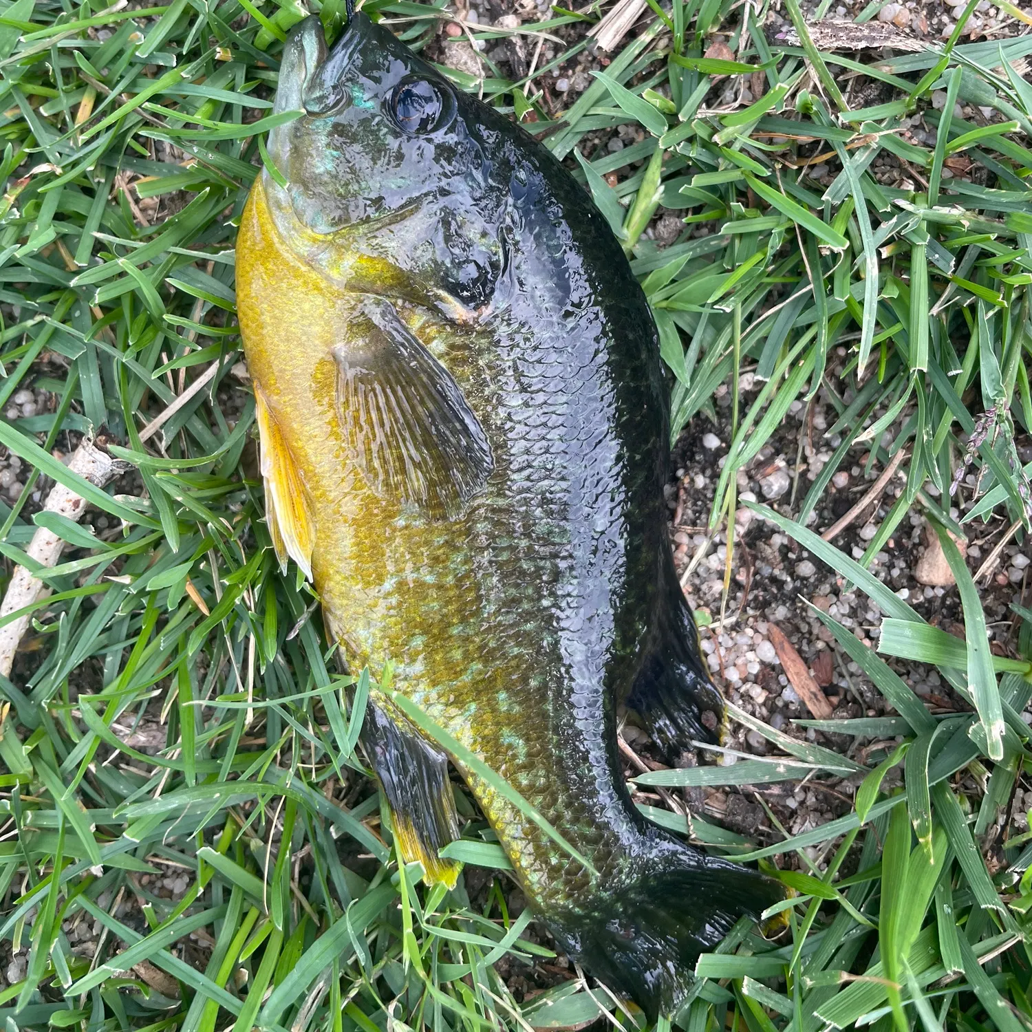 Greengill hybrid caught on Fishbrain
