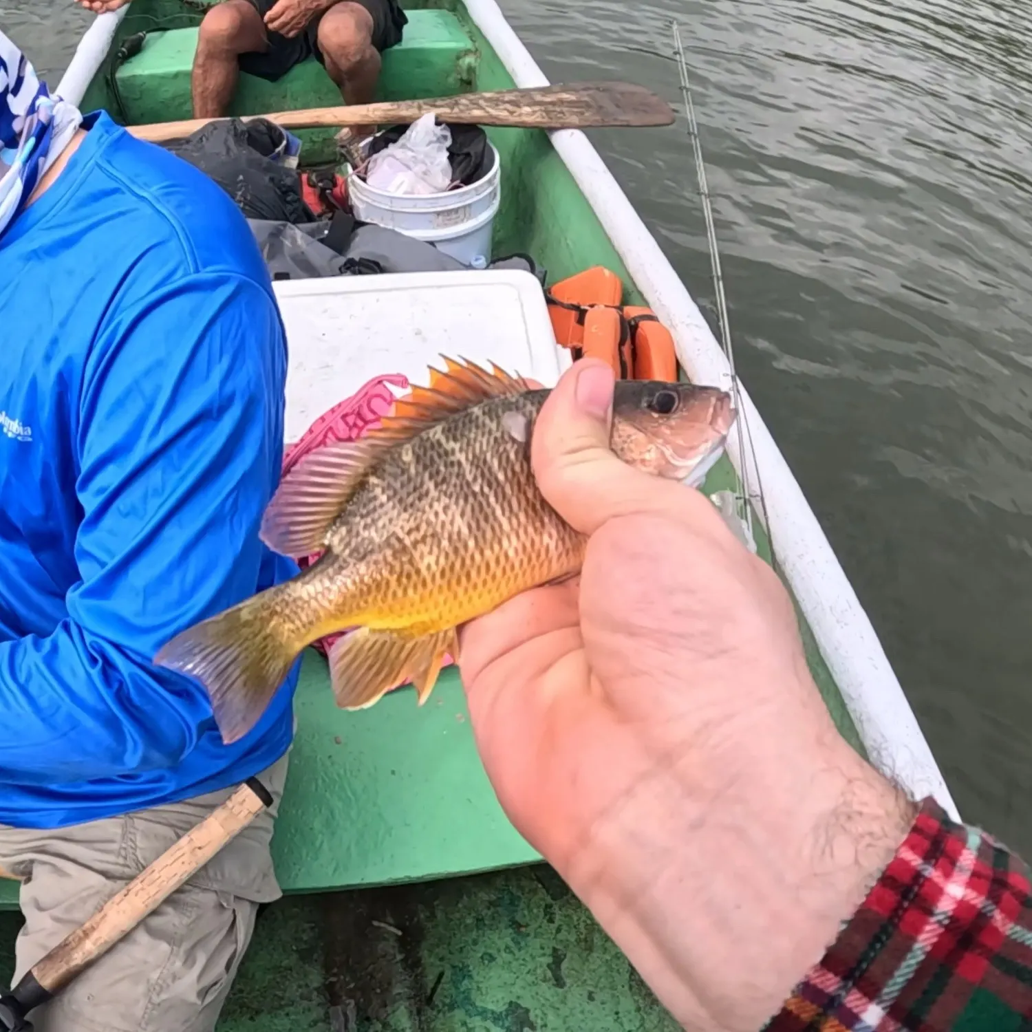 Mangrove snapper caught on Fishbrain