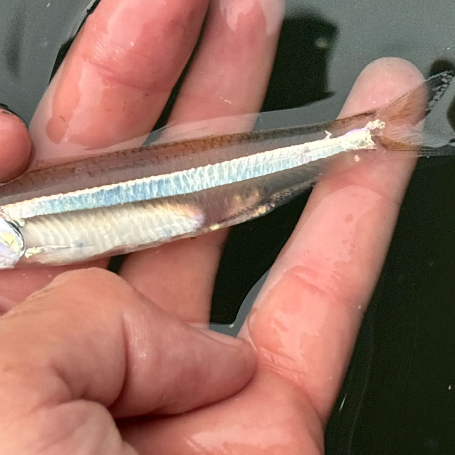 The most recent Broad-striped anchovy catches on Fishbrain