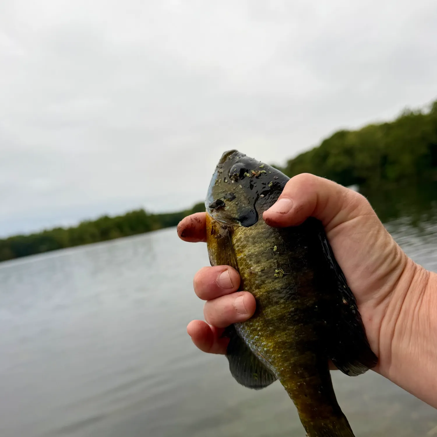 Bluegill caught on Fishbrain