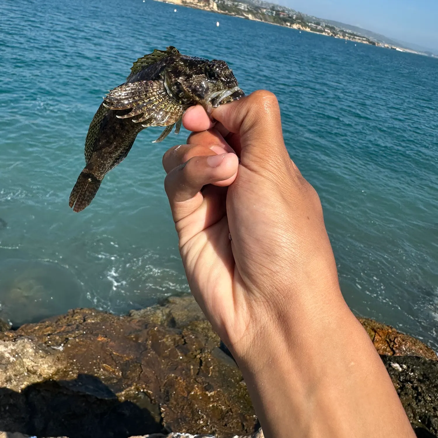 The most recent Woolly sculpin catches on Fishbrain
