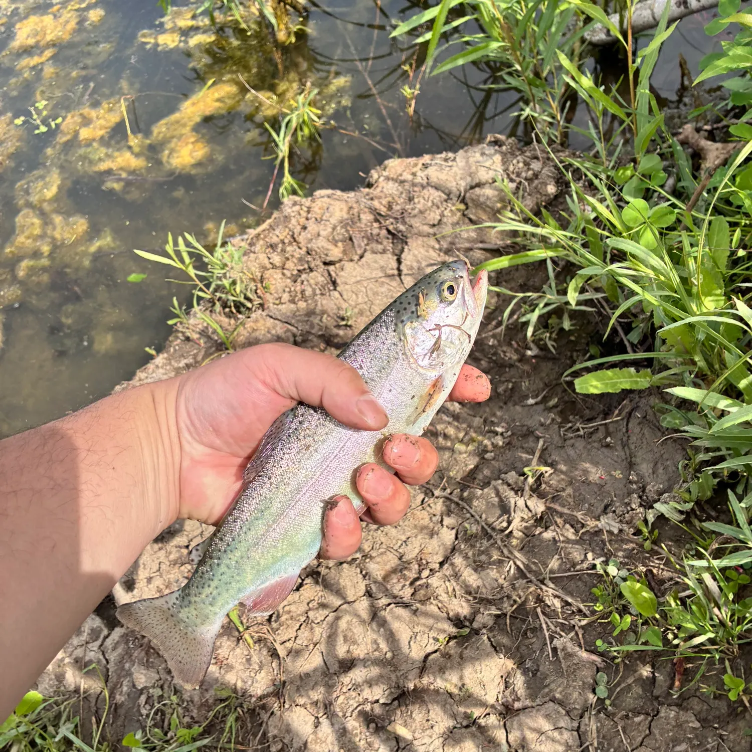 angler catch