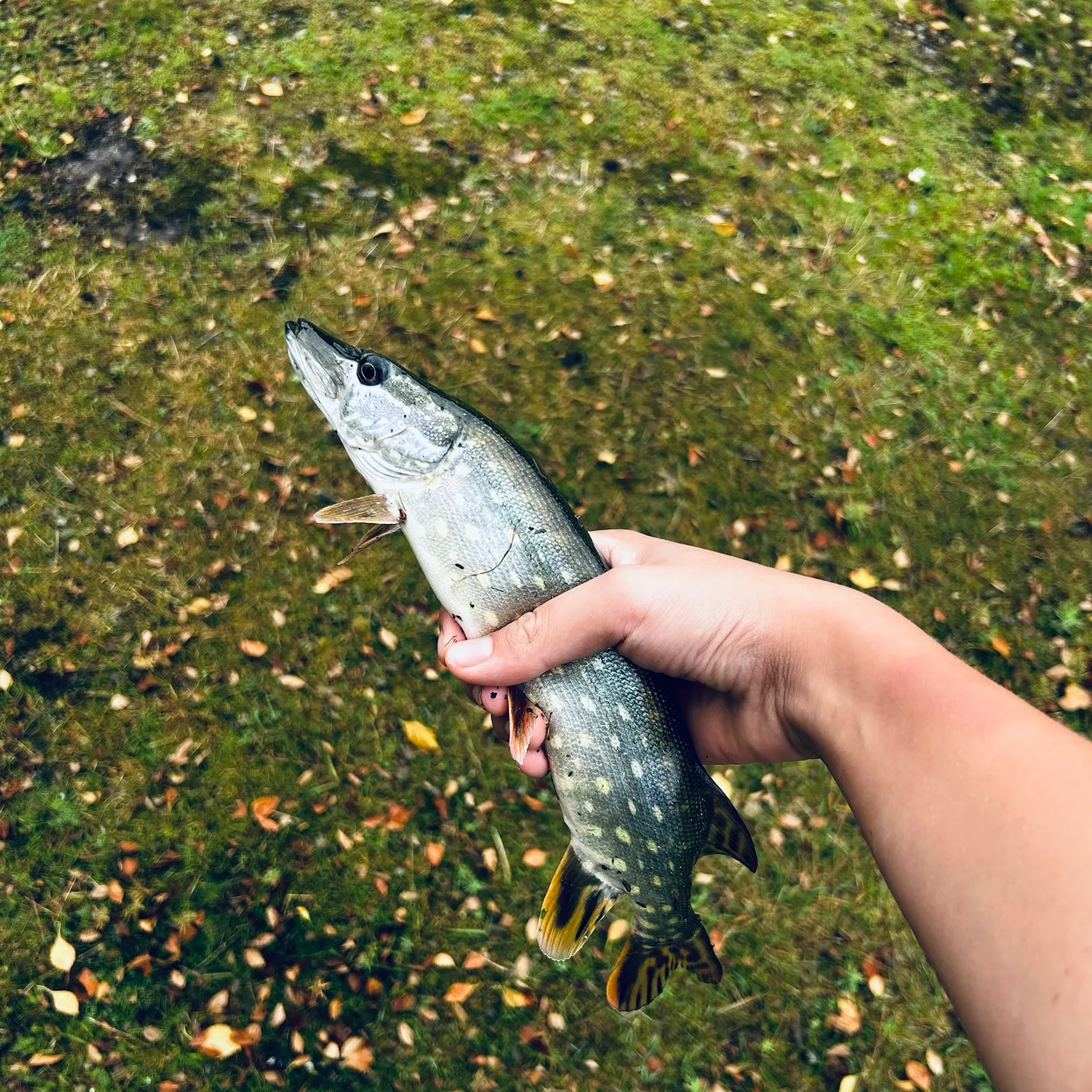 Northern pike caught on Fishbrain