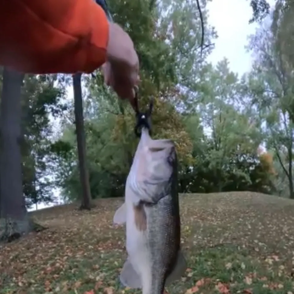 Largemouth bass caught on Fishbrain