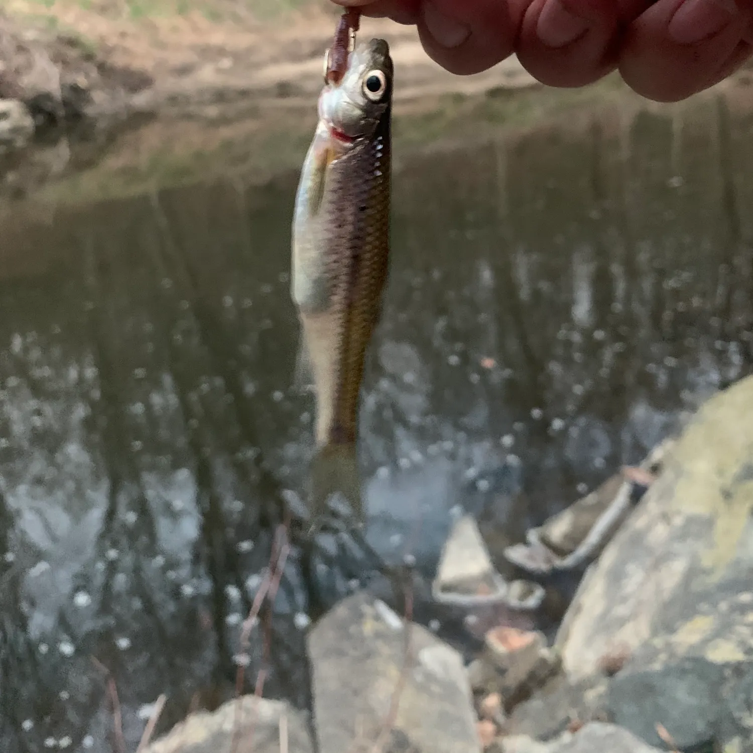 The most recent Fallfish catches on Fishbrain