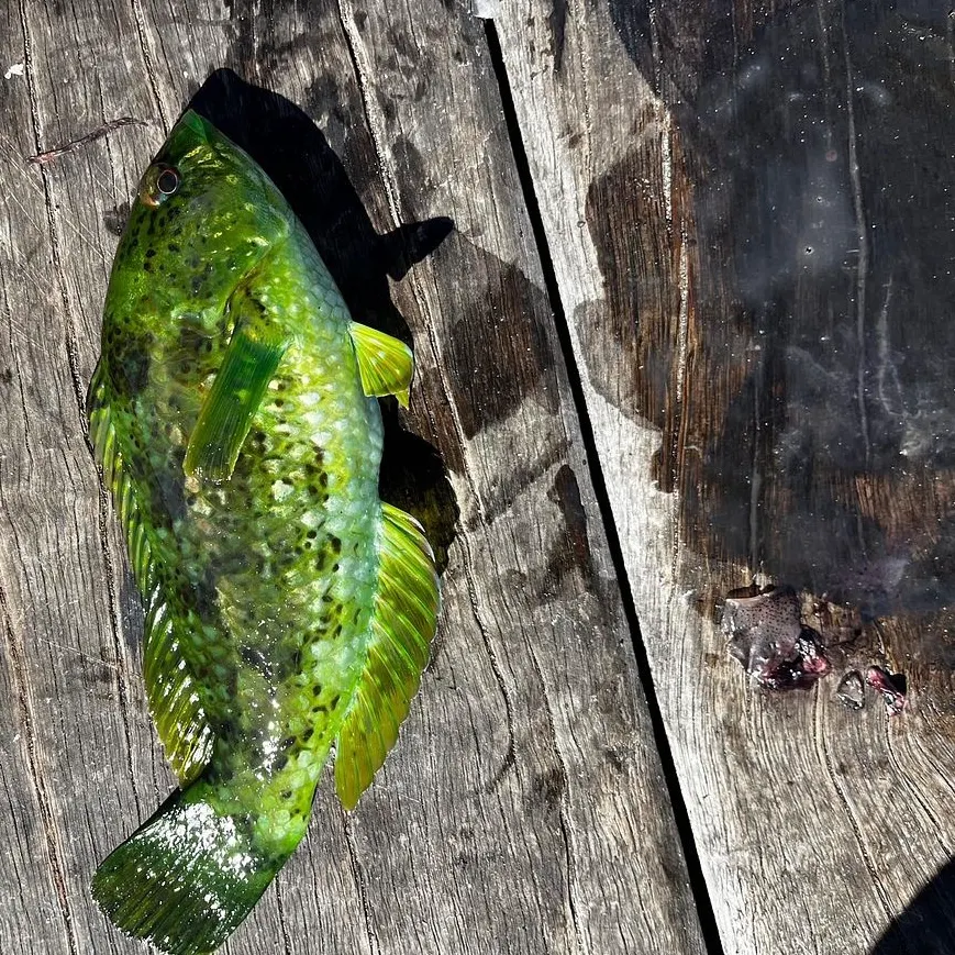 The most recent Surge wrasse catches on Fishbrain