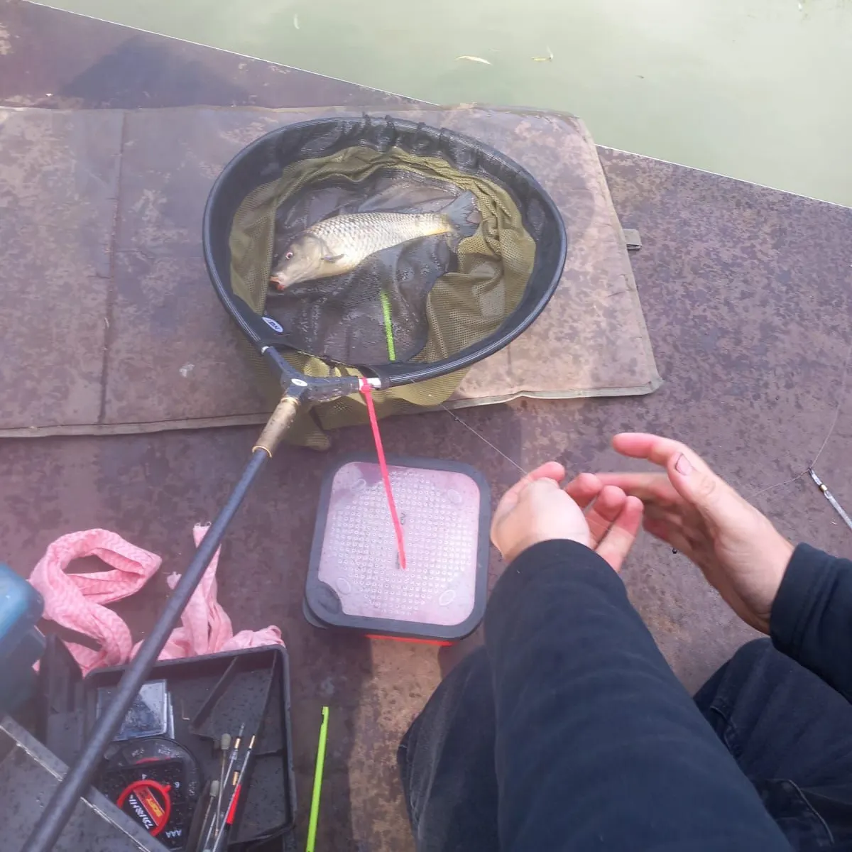 Crucian carp caught on Fishbrain