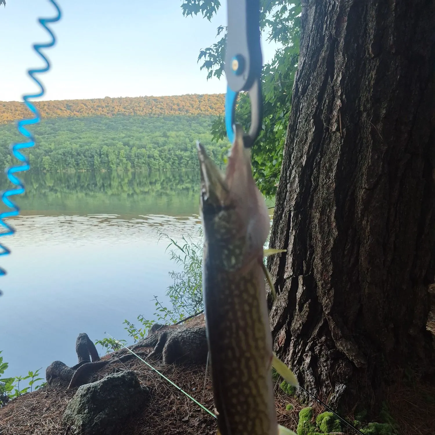 Chain pickerel caught on Fishbrain