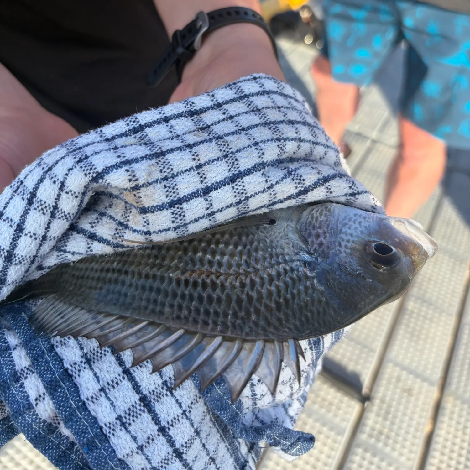 Surf bream caught on Fishbrain