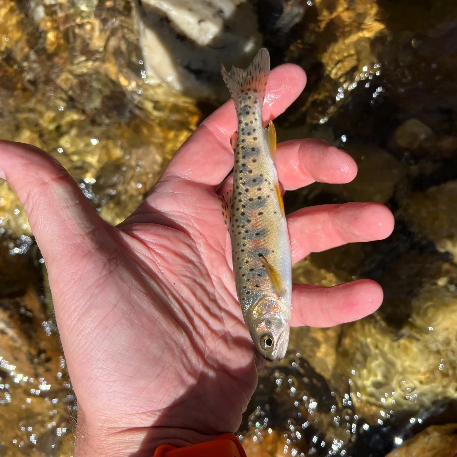 The most recent Yellowstone cutthroat trout catches on Fishbrain