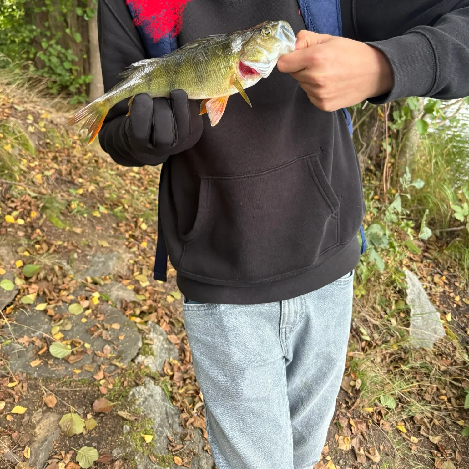 European perch caught on Fishbrain