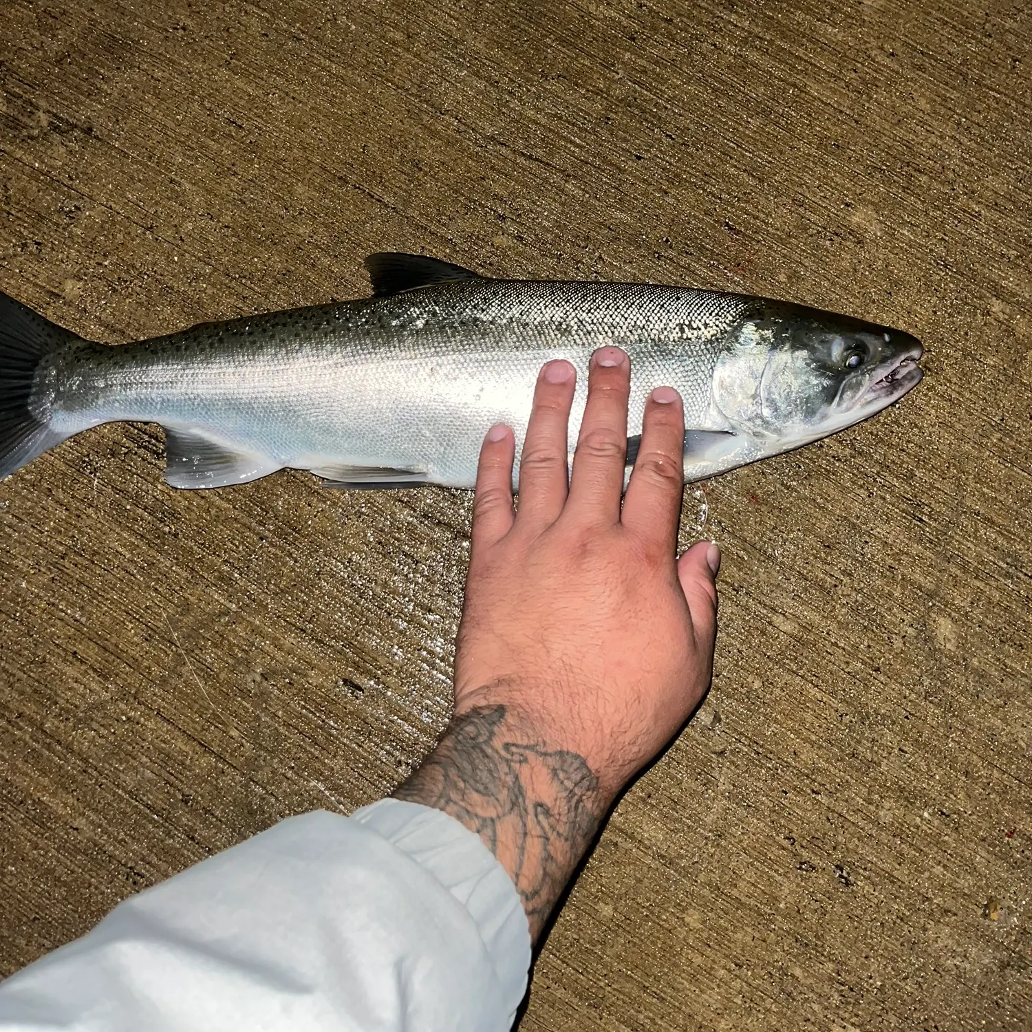 Fish caught on Fishbrain
