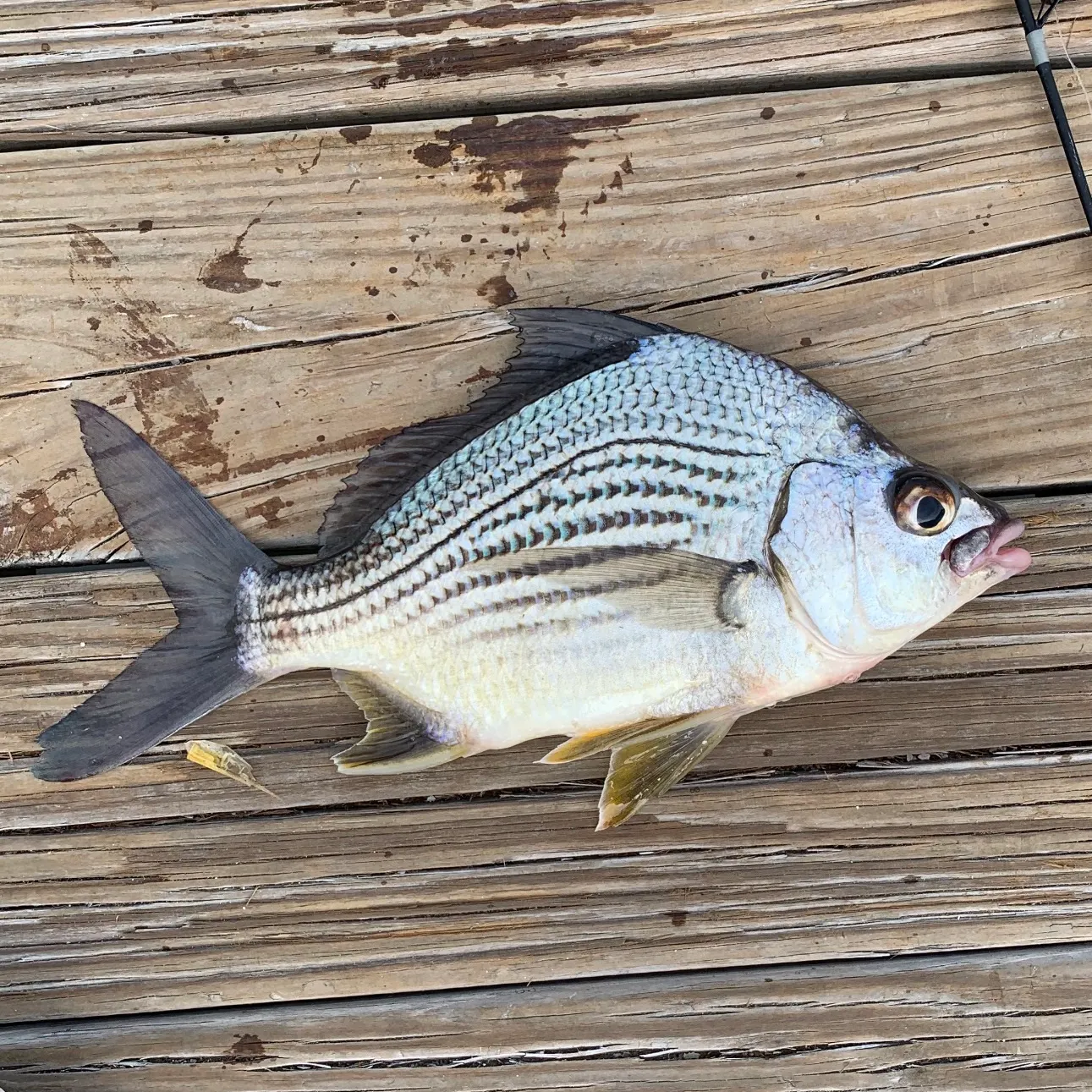 The most recent Striped mojarra catches on Fishbrain