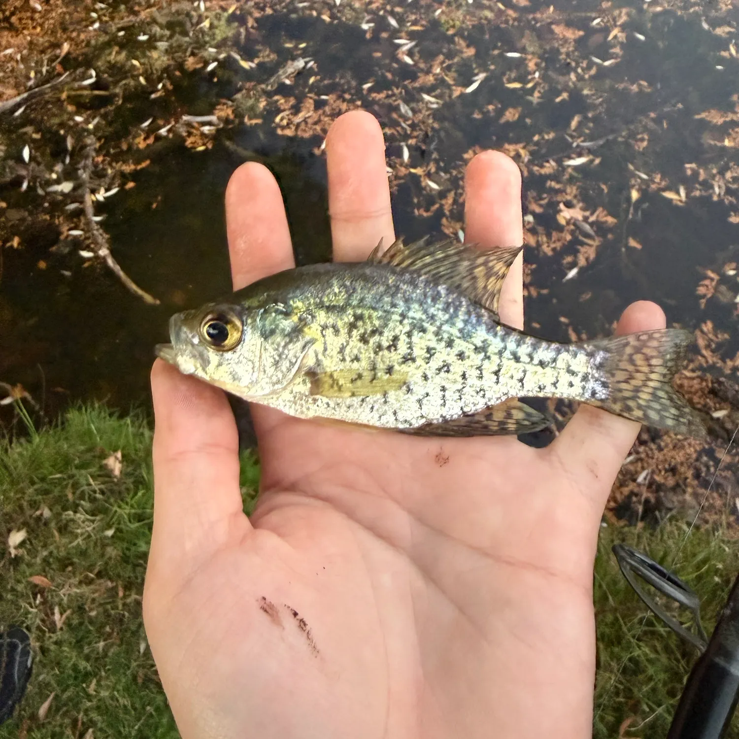 Black crappie caught on Fishbrain