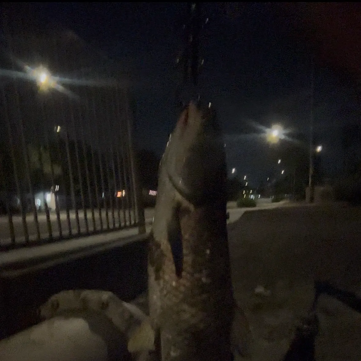 Grass carp caught on Fishbrain