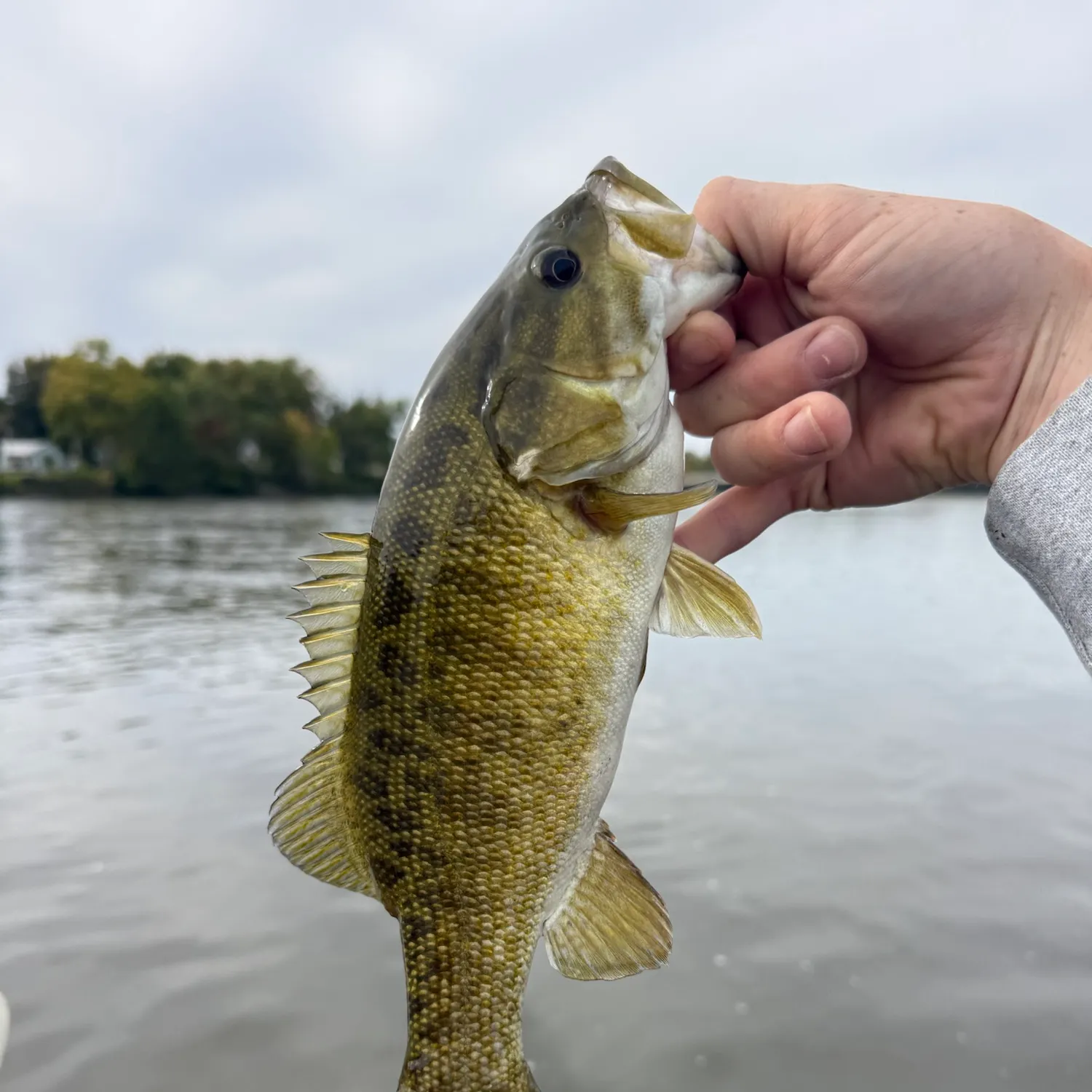 Smallmouth bass caught on Fishbrain