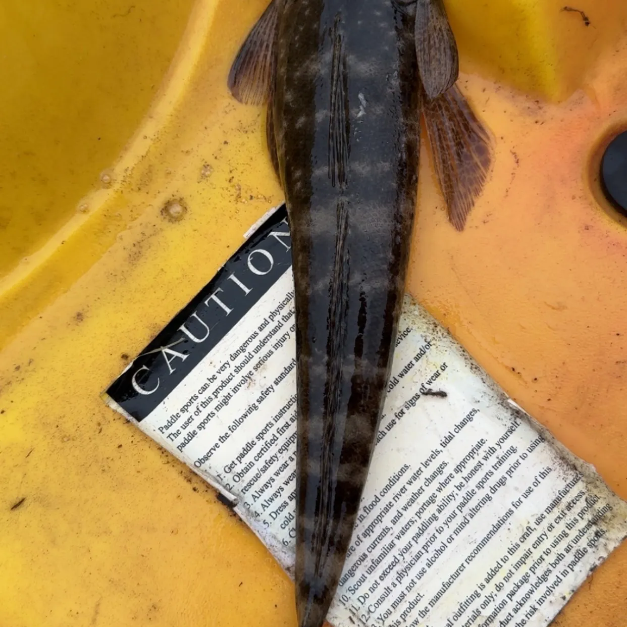 Dusky flathead caught on Fishbrain