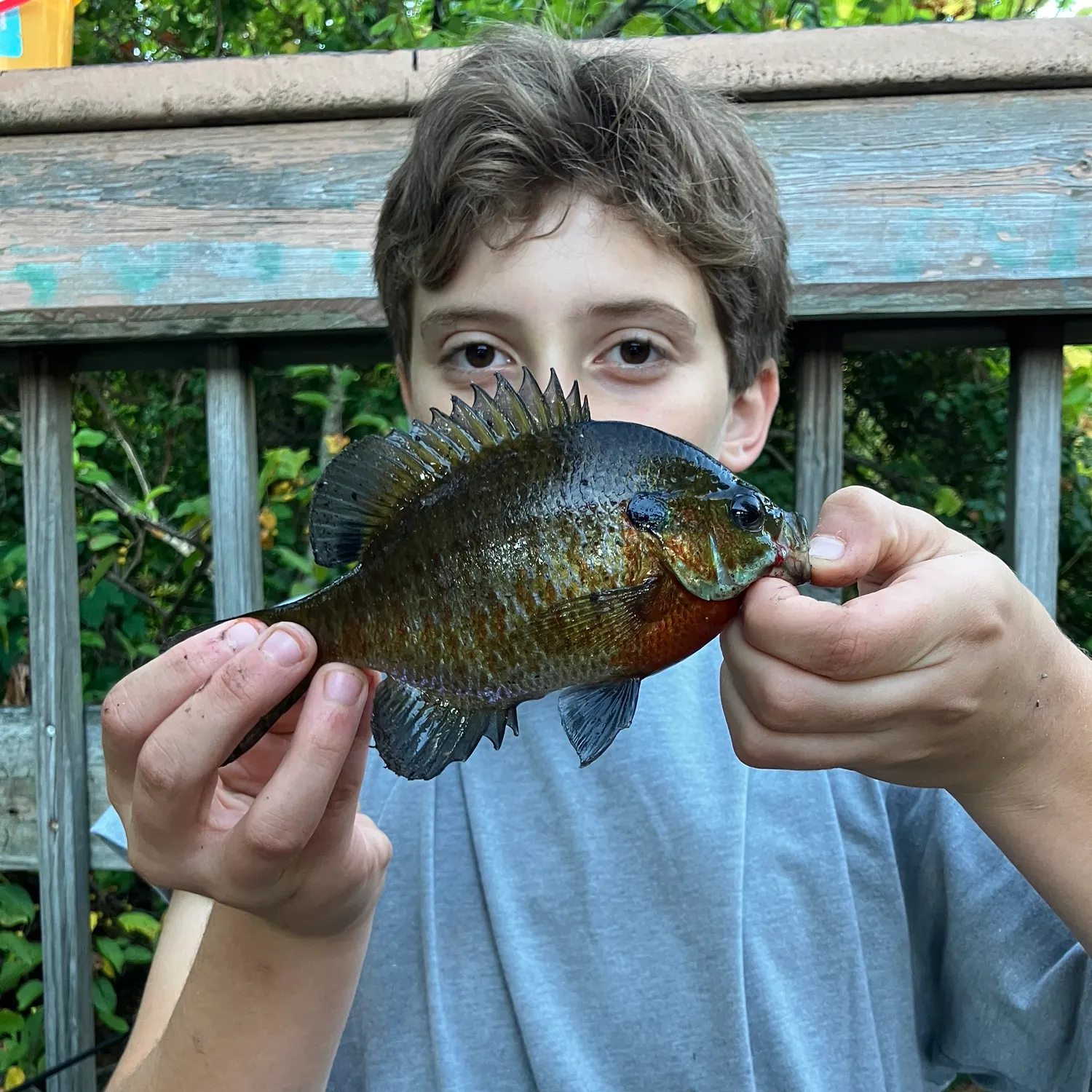 Bluegill caught on Fishbrain