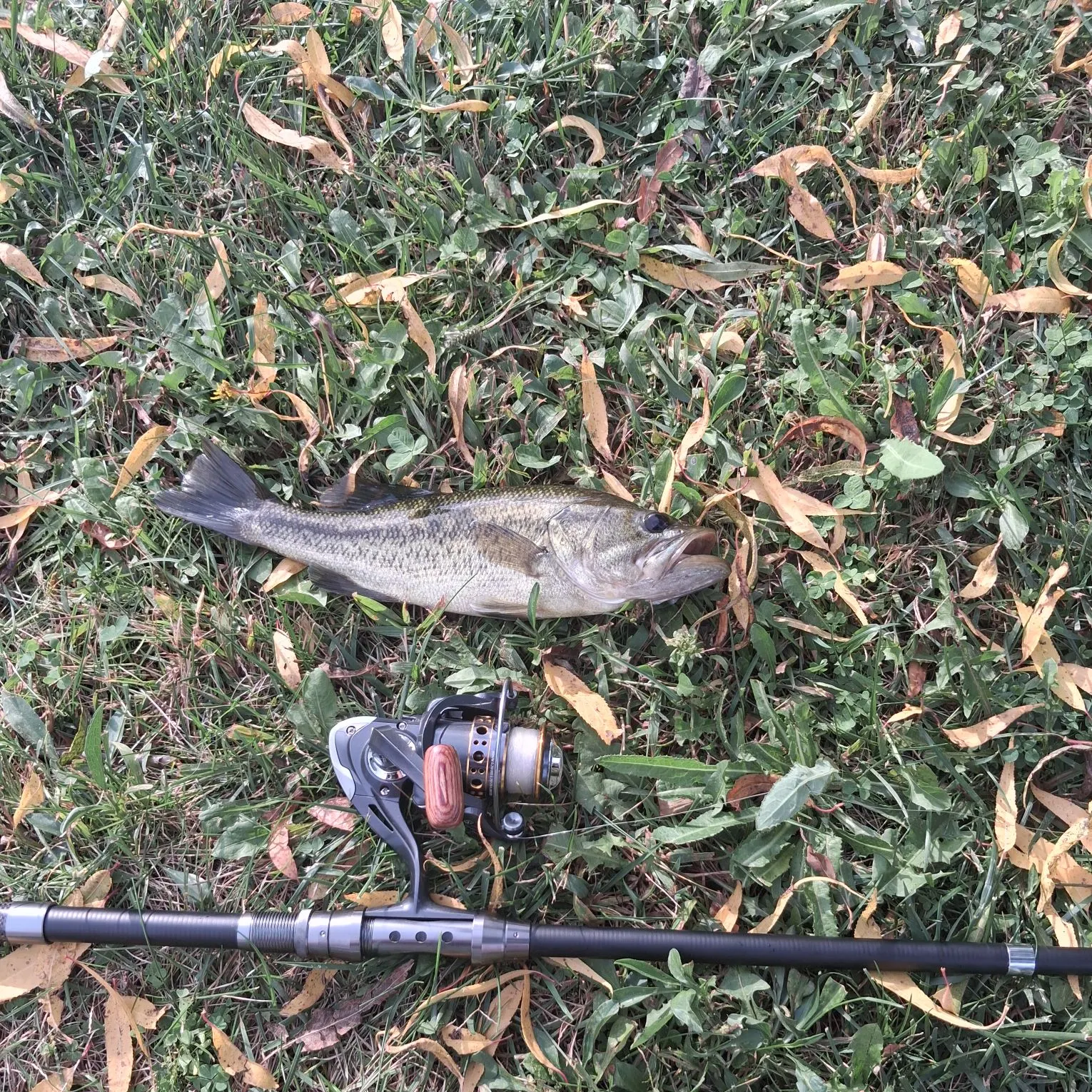 Largemouth bass caught on Fishbrain