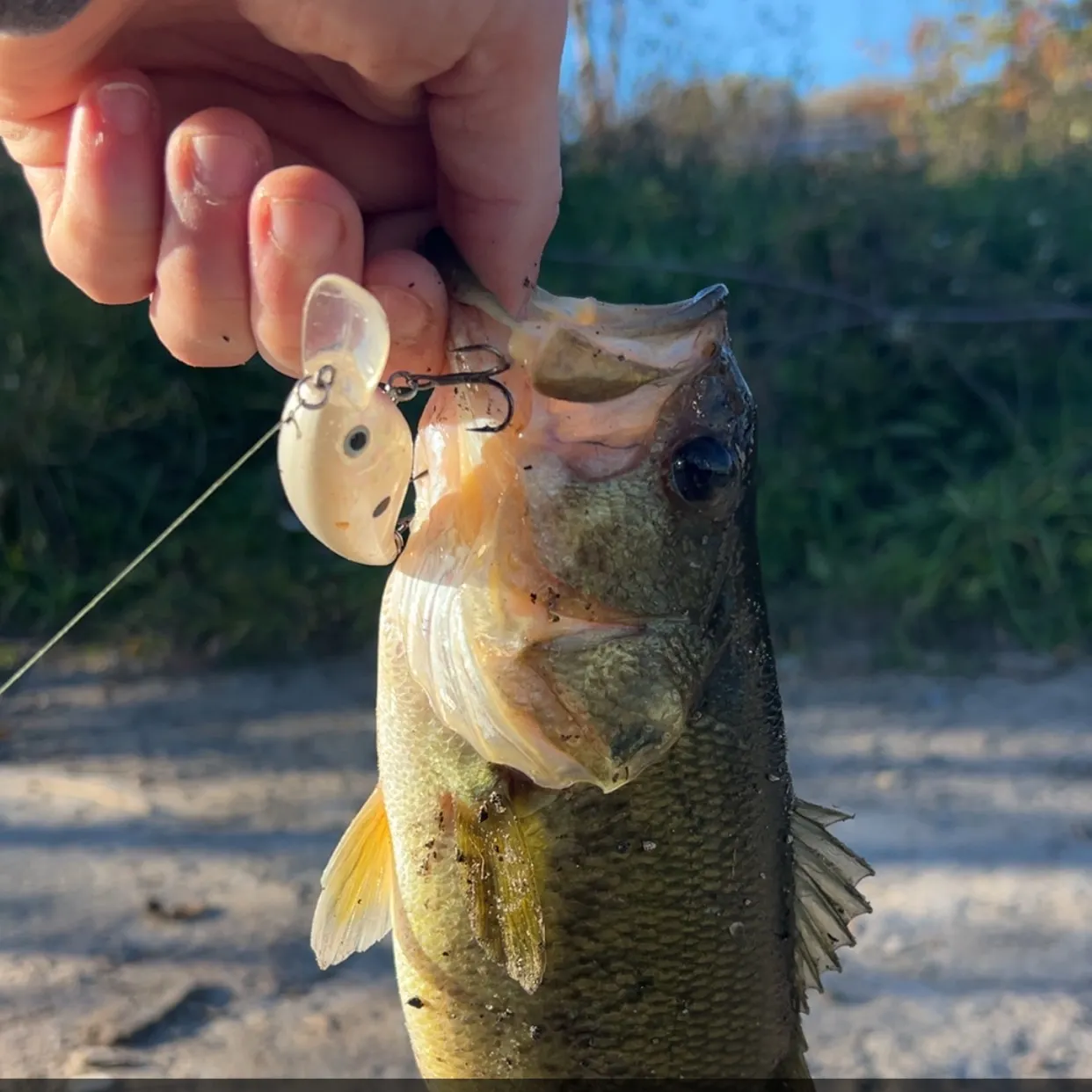 Largemouth bass caught on Fishbrain