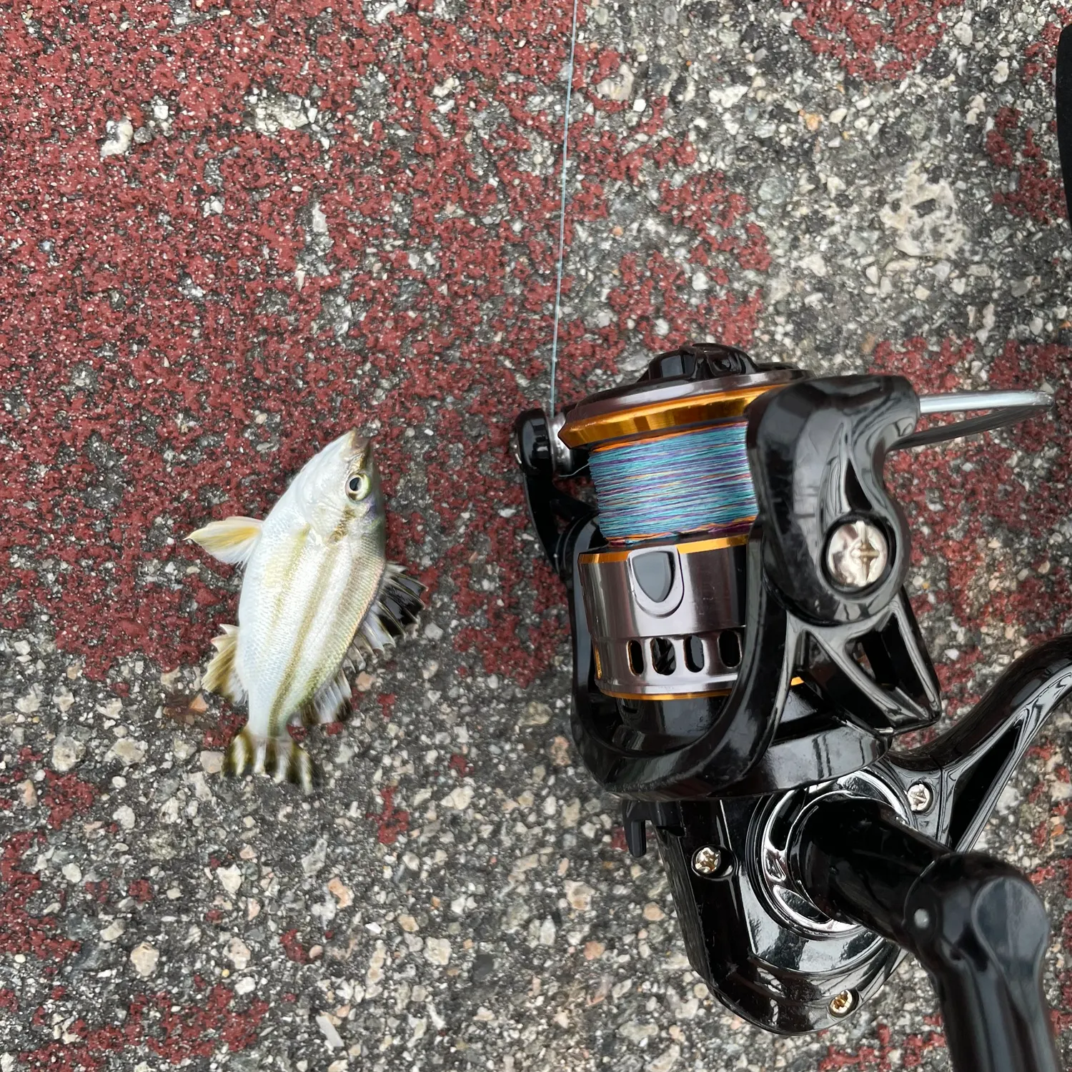 Spanish flag snapper caught on Fishbrain