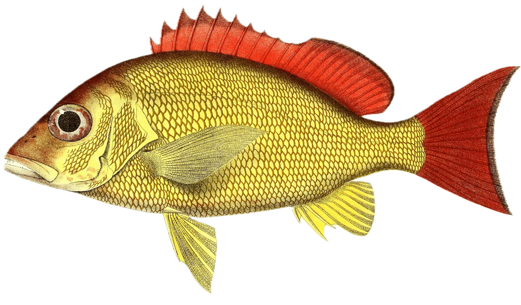 Blacktail snapper