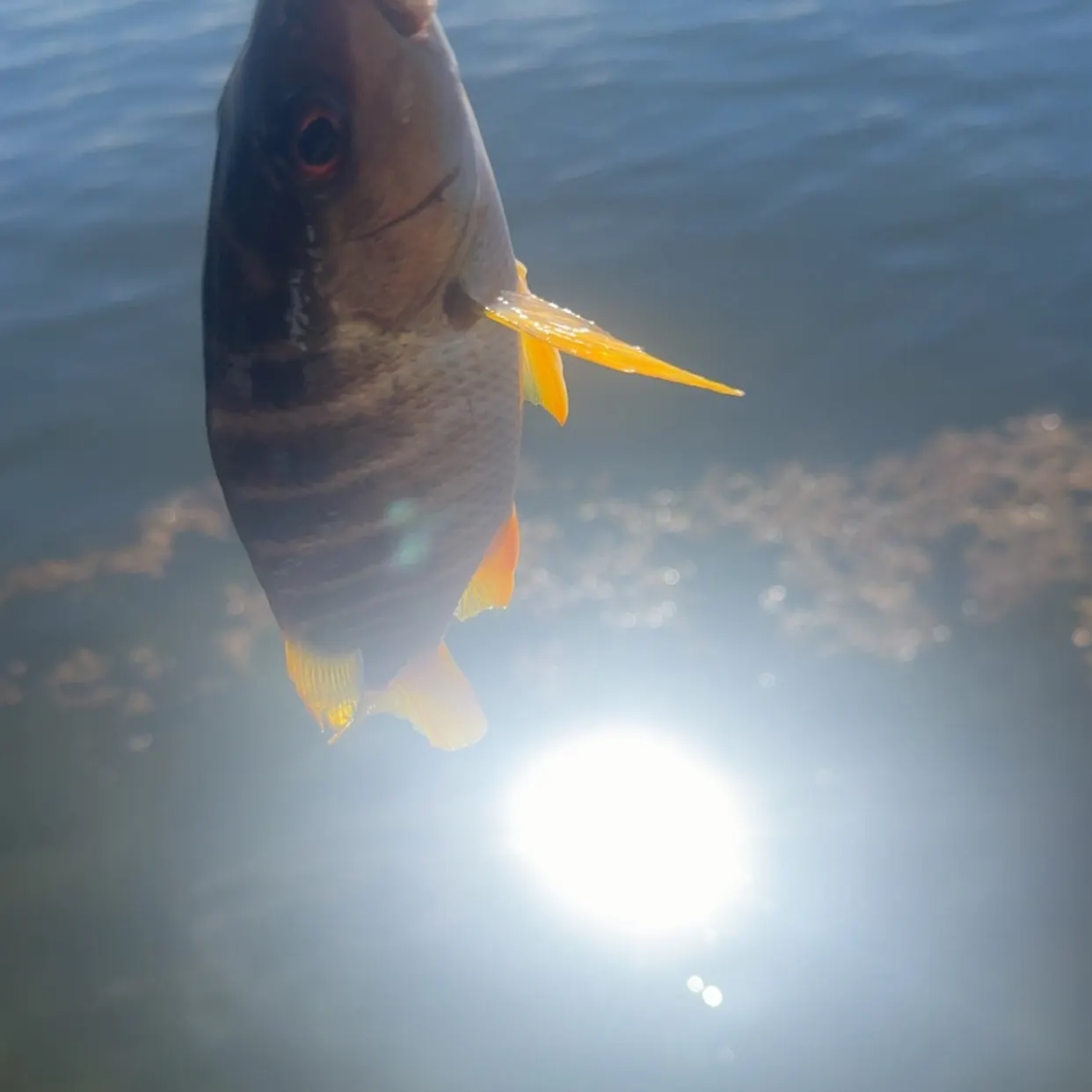 The most recent Pigfish catches on Fishbrain