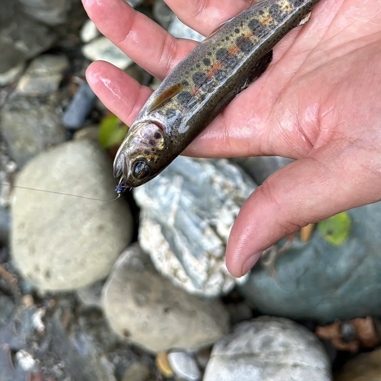 Rainbow trout caught on Fishbrain