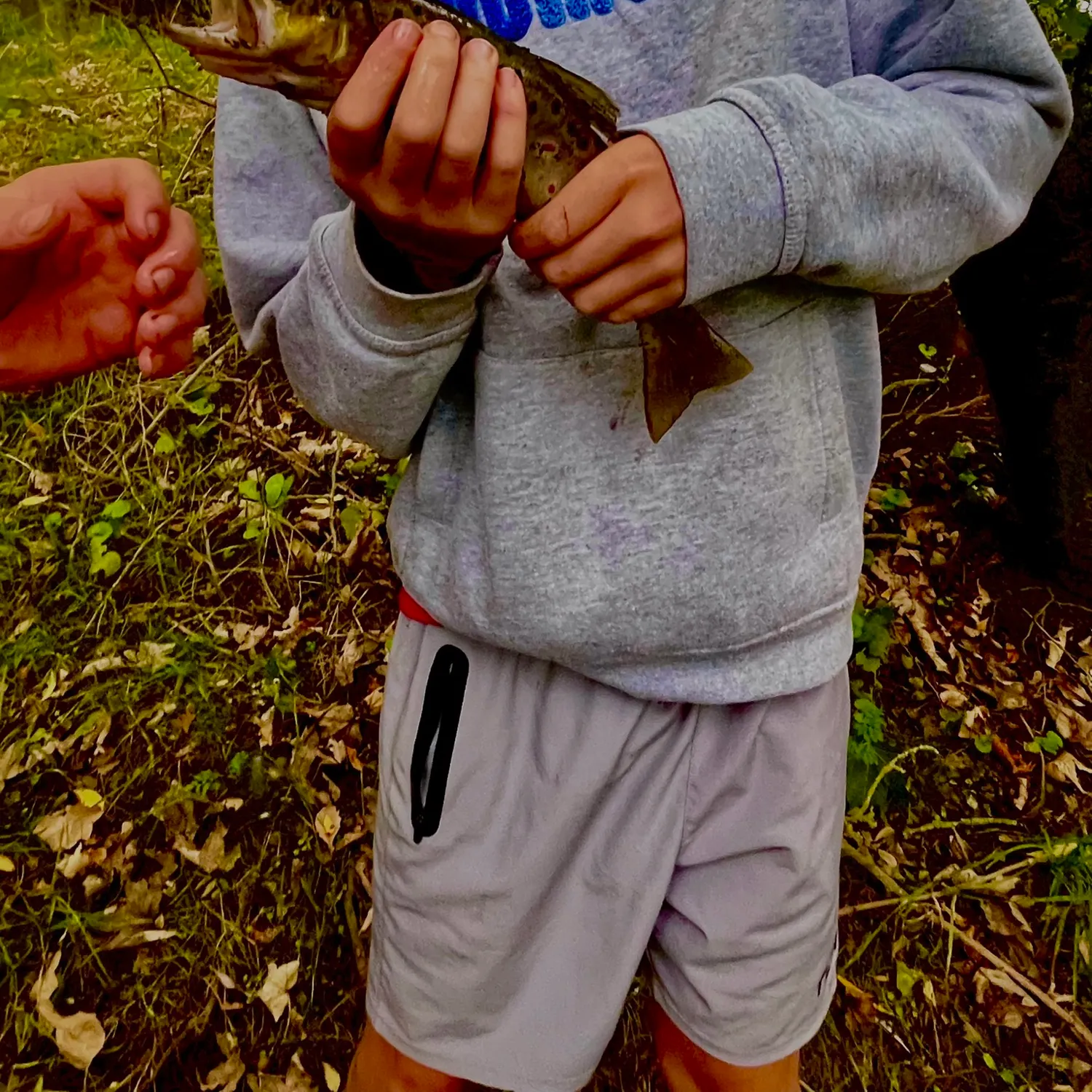 Brown trout caught on Fishbrain