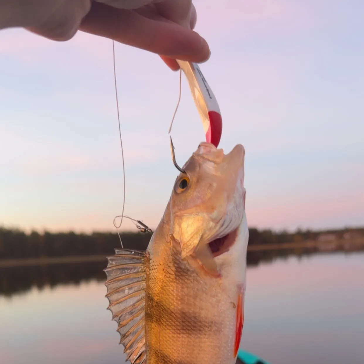 European perch caught on Fishbrain