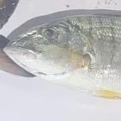 The most recent Striped seabream catches on Fishbrain