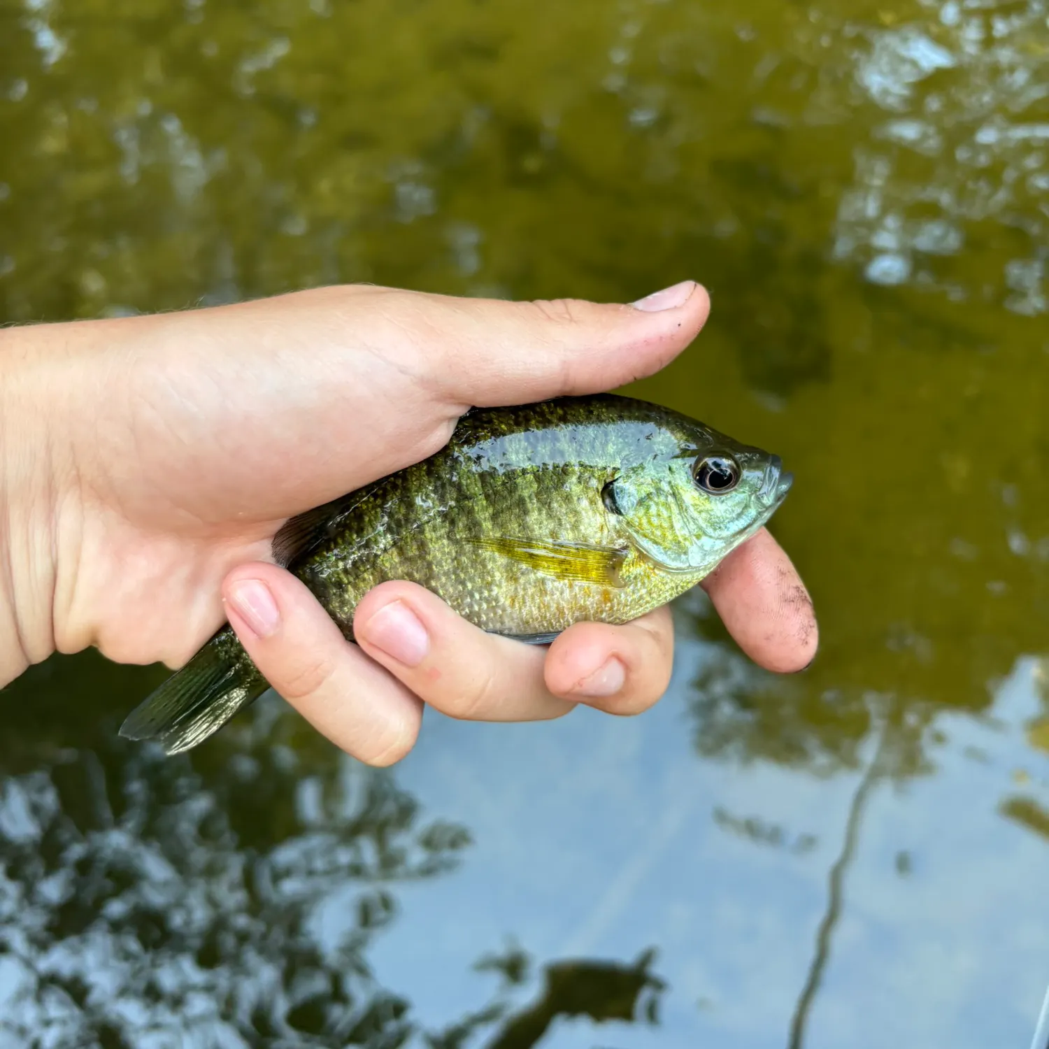 Bluegill caught on Fishbrain