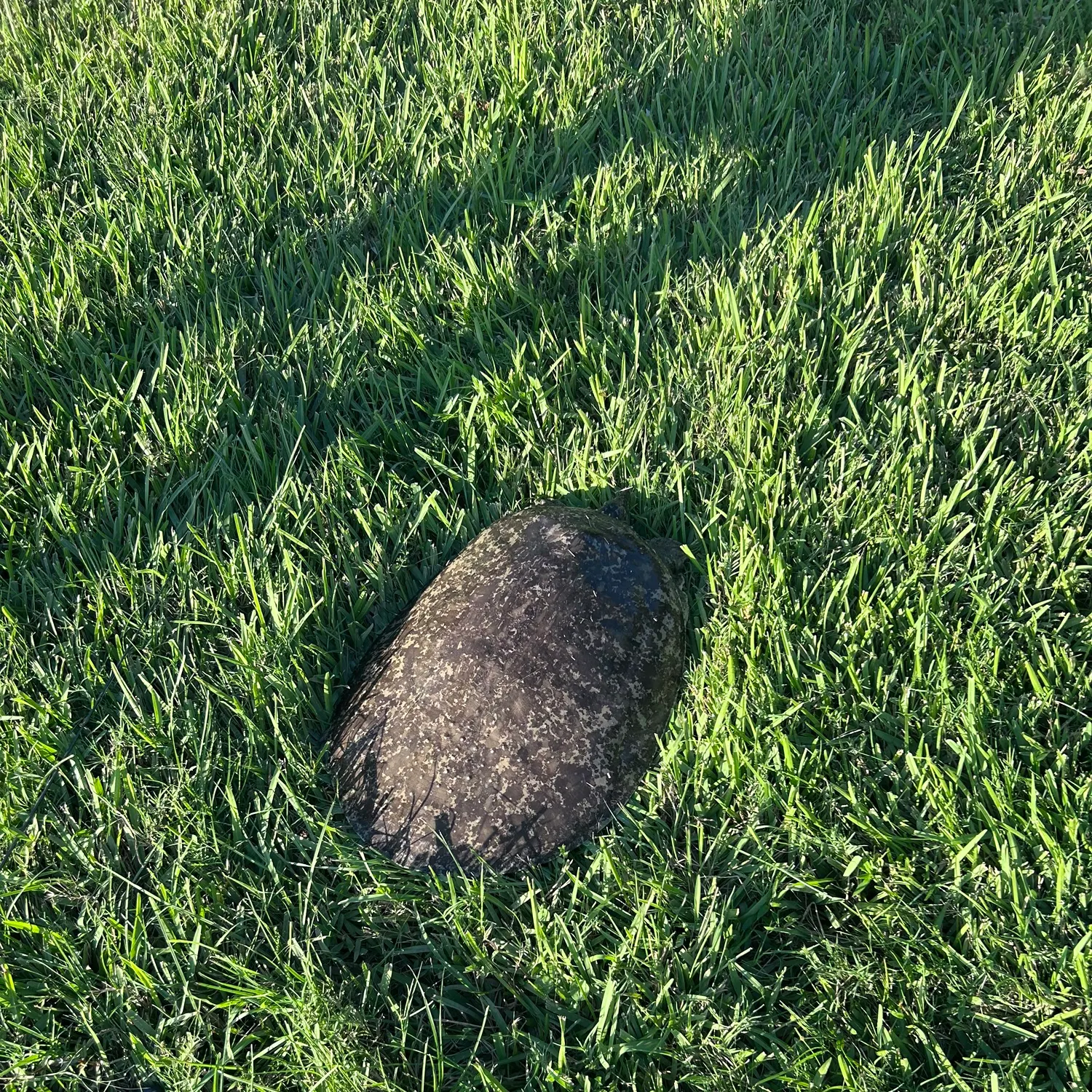Florida softshell turtle caught on Fishbrain