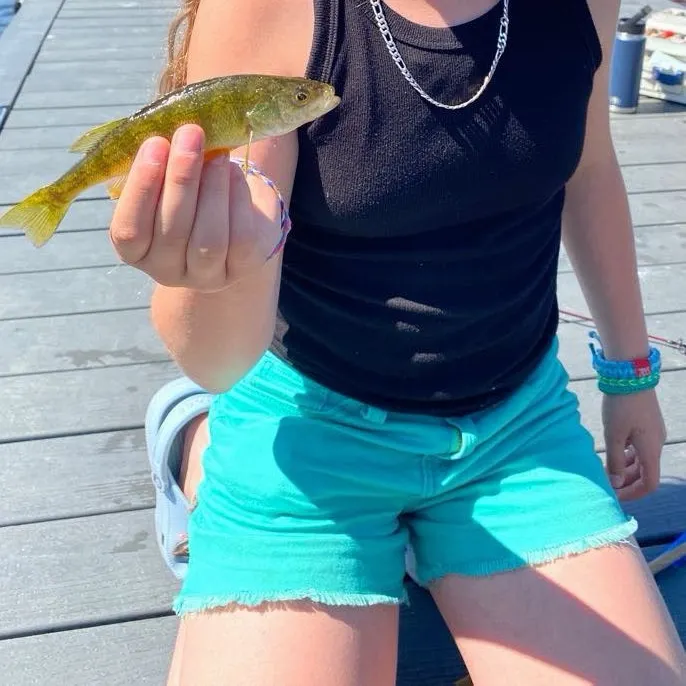 Yellow perch caught on Fishbrain