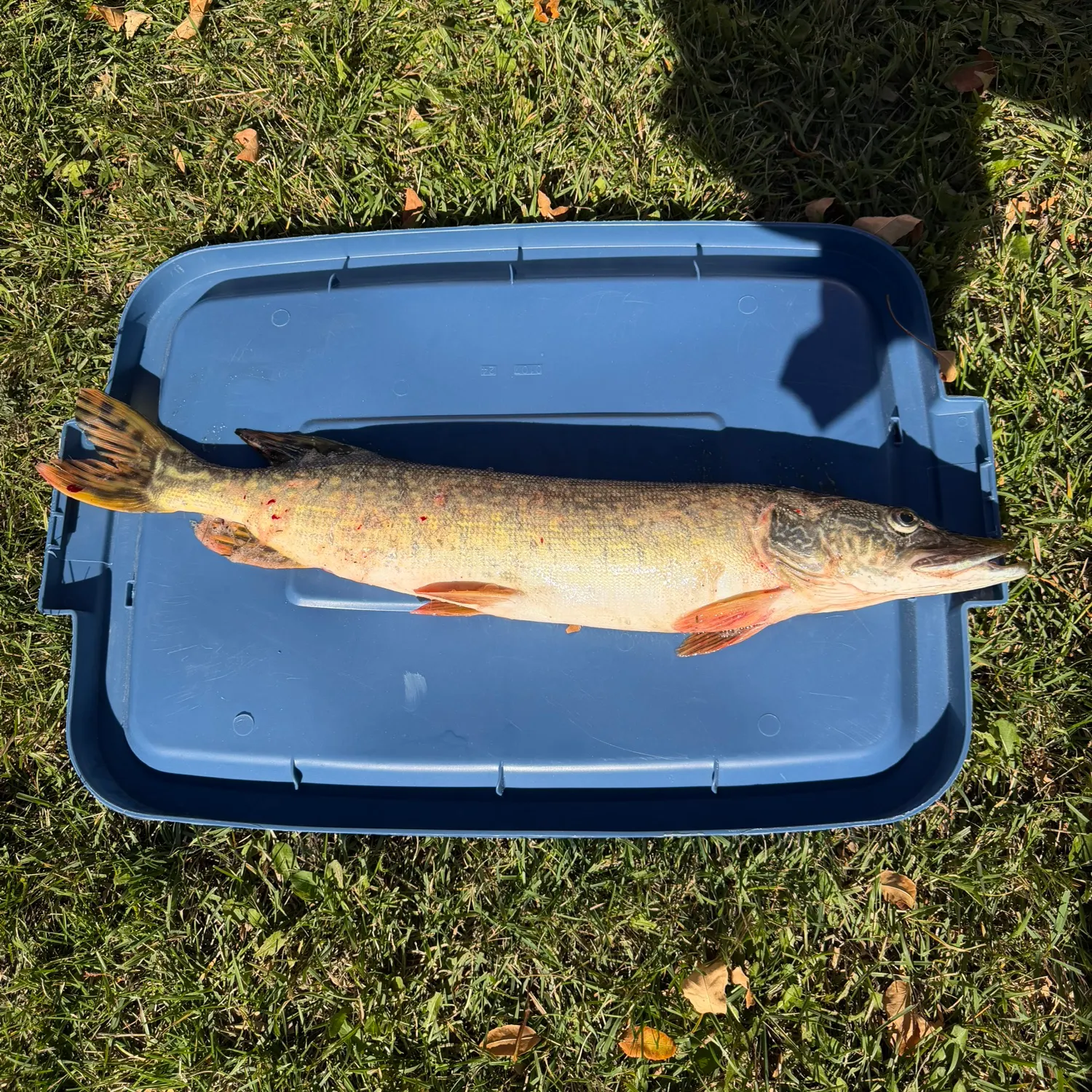 Northern pike caught on Fishbrain