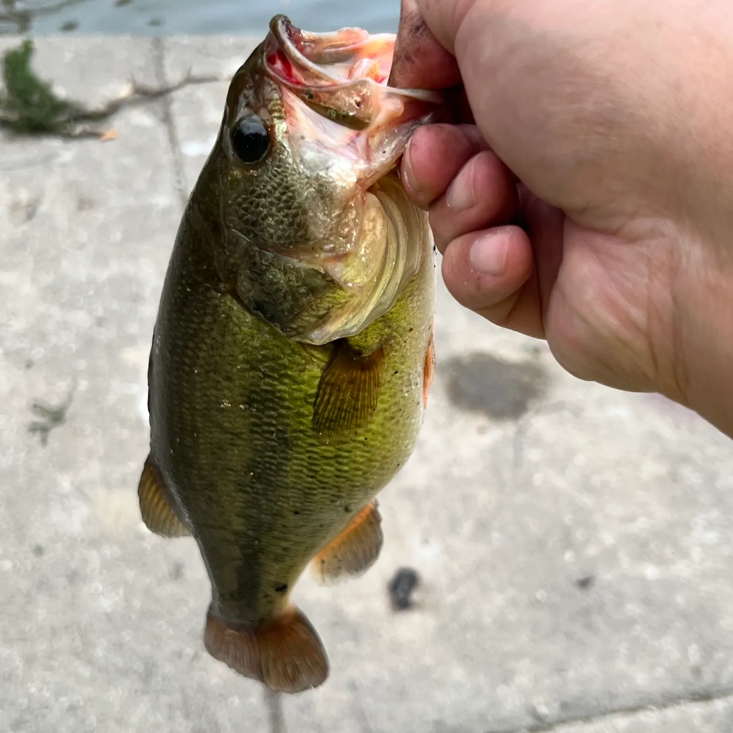 Largemouth bass caught on Fishbrain