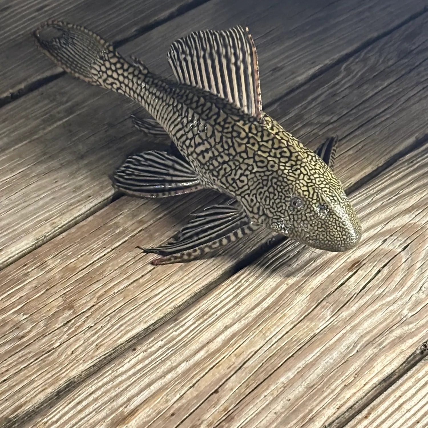 Suckermouth catfish caught on Fishbrain