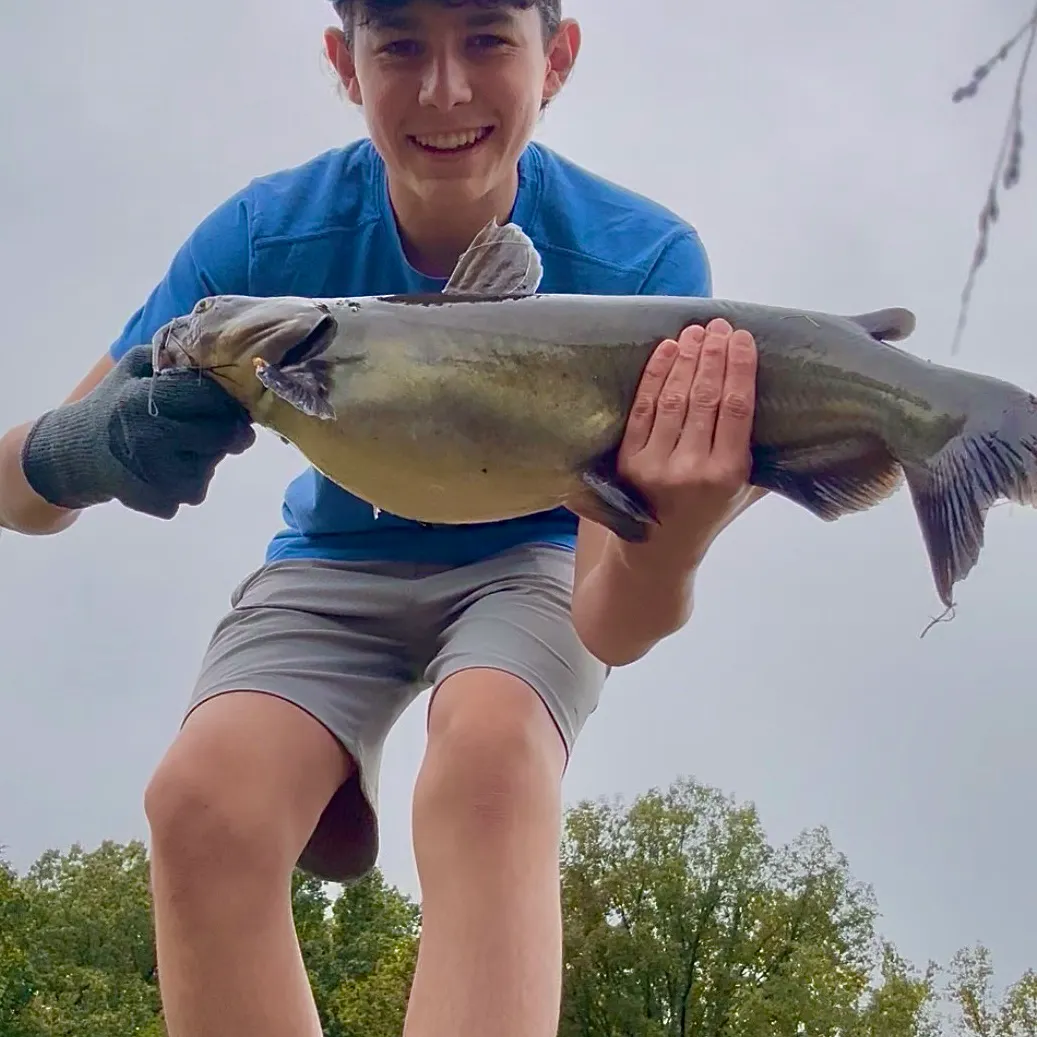 Channel catfish caught on Fishbrain