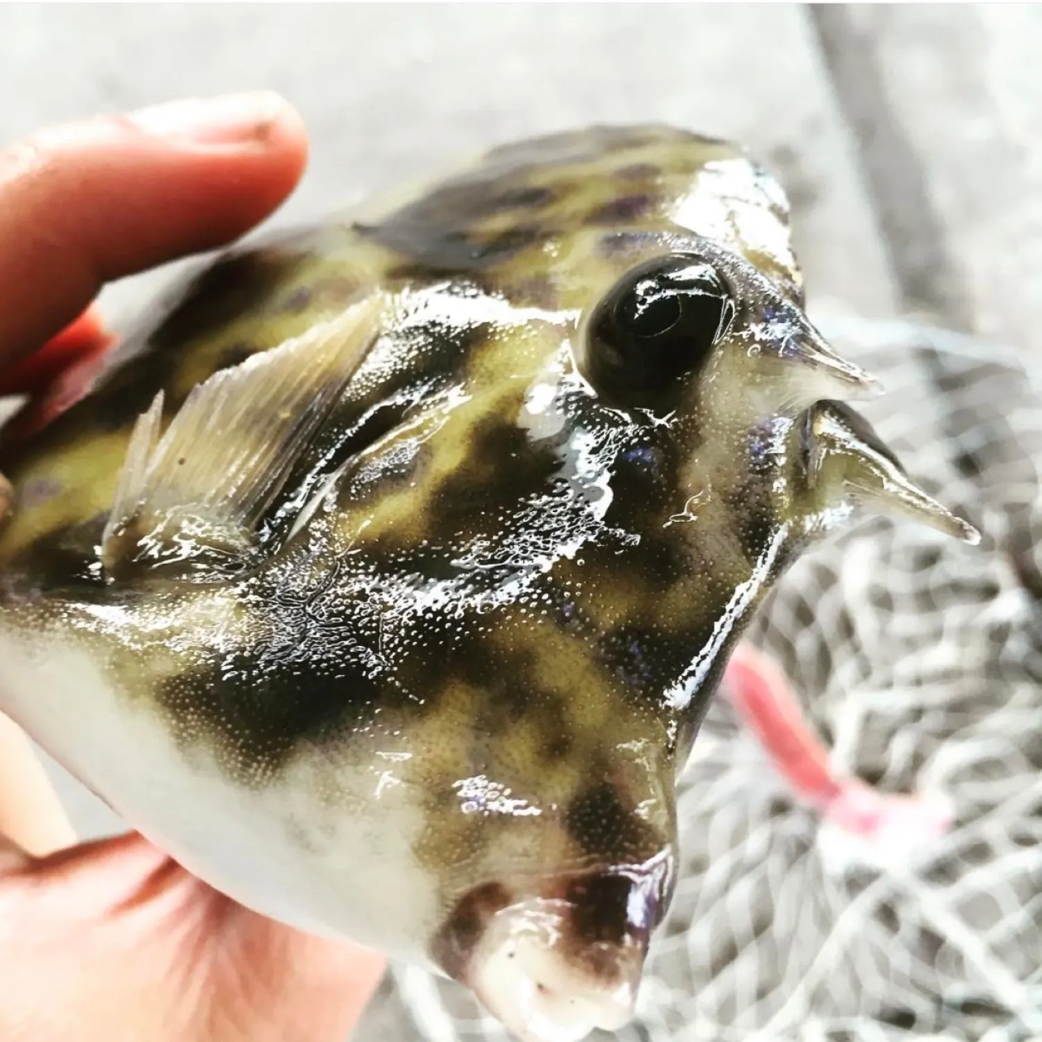 The most recent Roundbelly cowfish catches on Fishbrain
