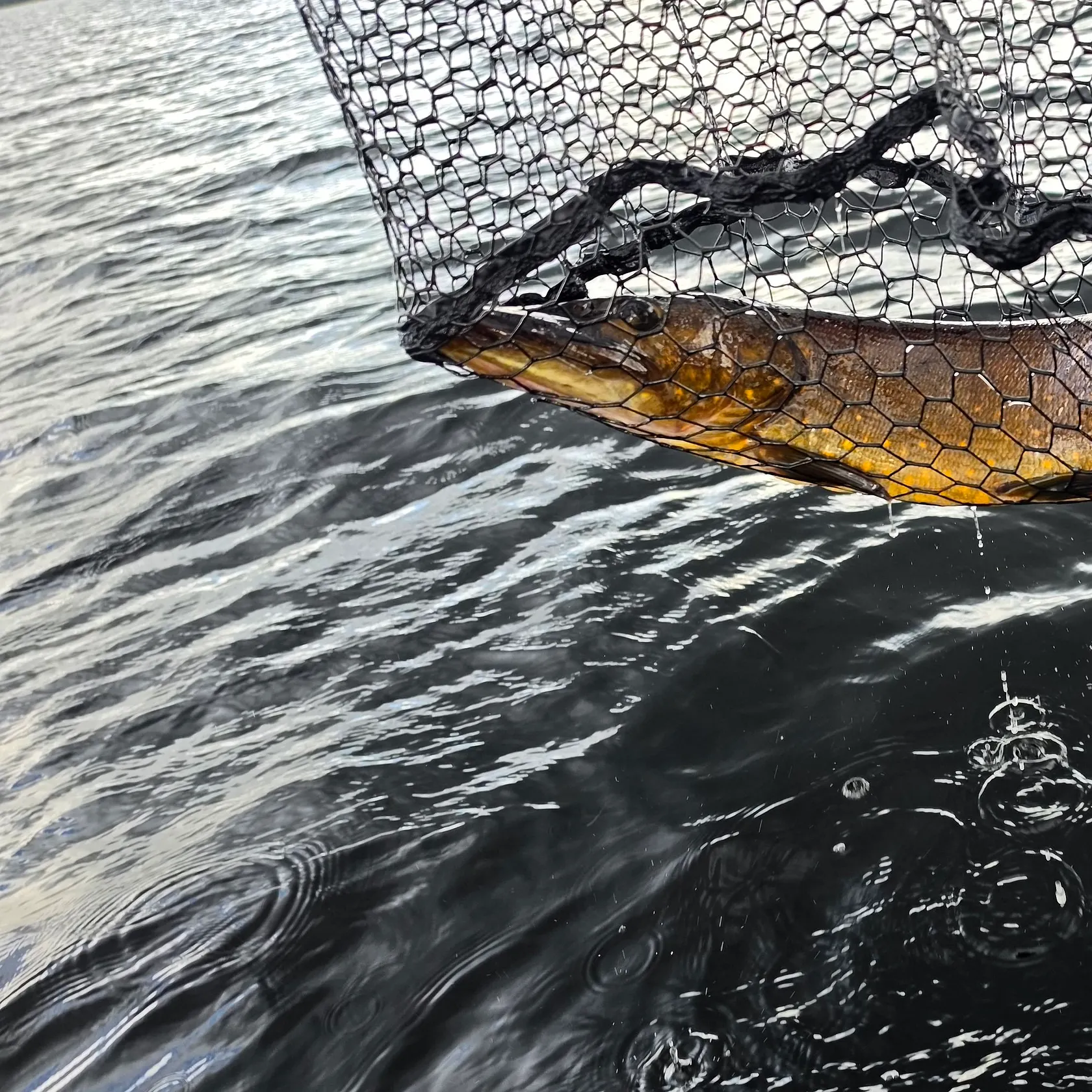 Northern pike caught on Fishbrain