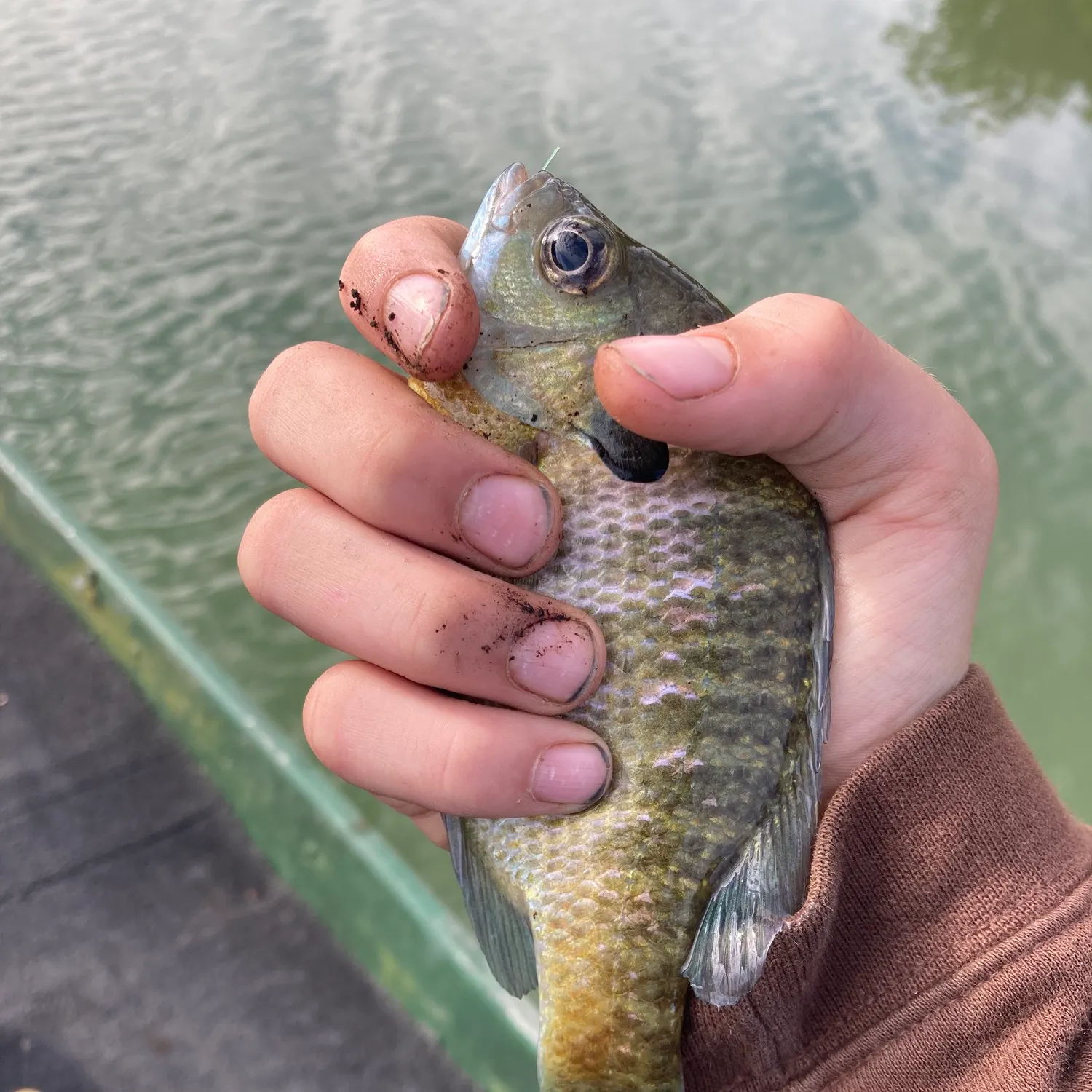 Bluegill caught on Fishbrain