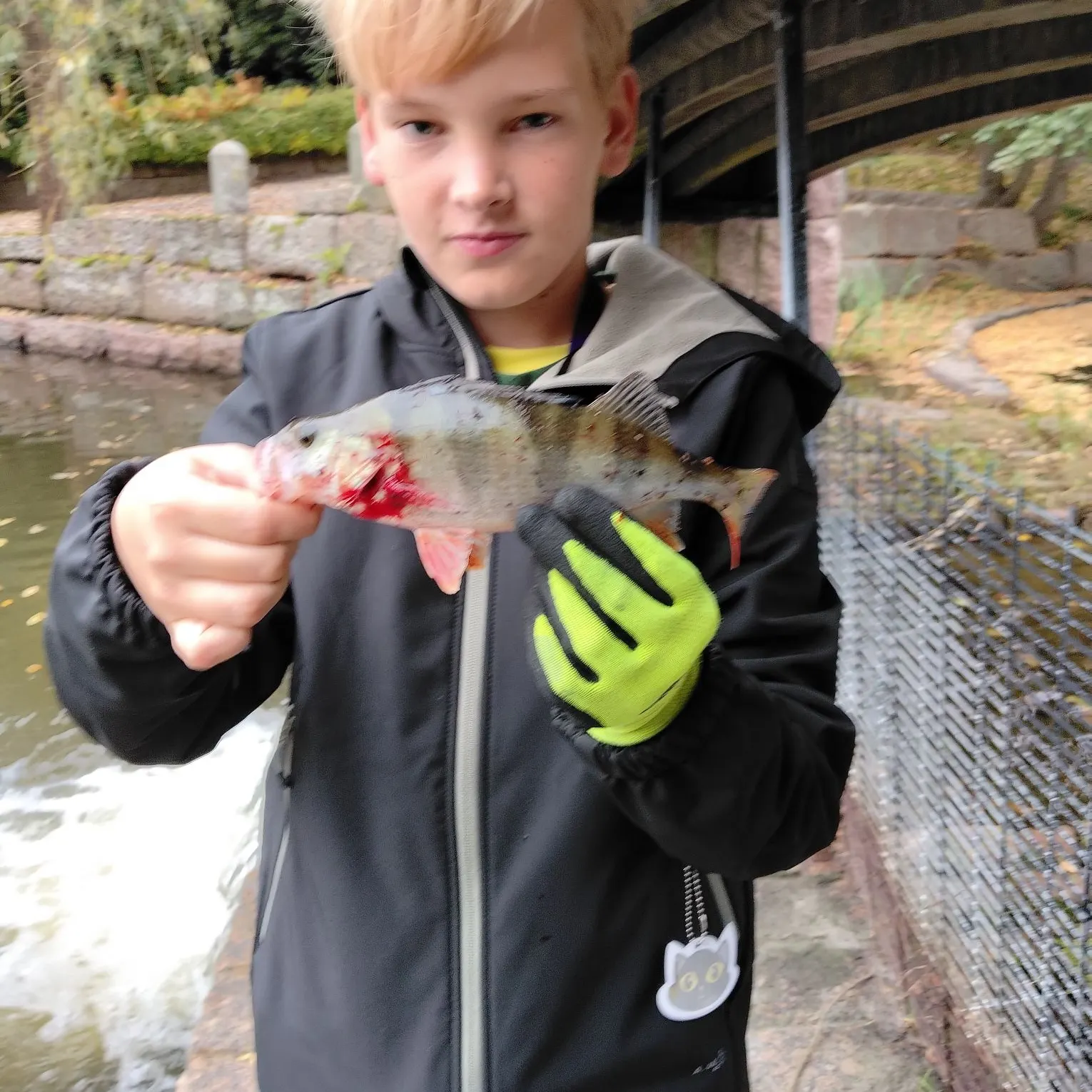 European perch caught on Fishbrain